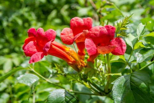 Campsis 'Solo Rosso' - John Cullen Gardens
