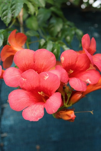 Campsis 'Solo Rosso' - John Cullen Gardens