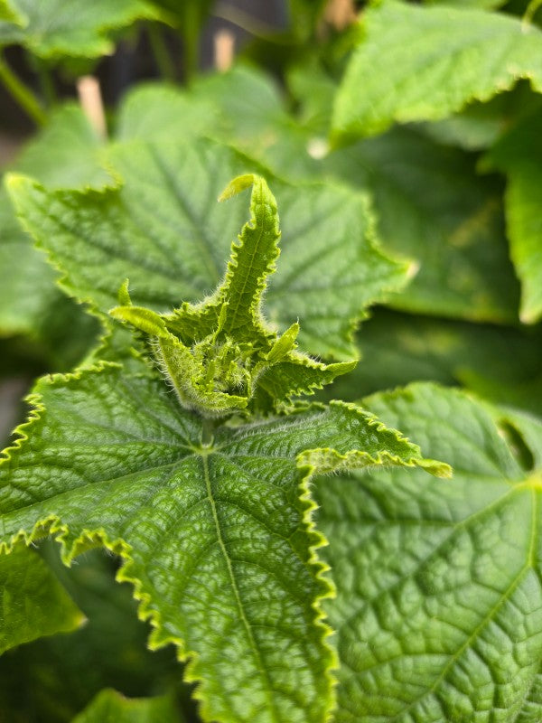 Cucumber (GRAFTED) 'Bella F1' - John Cullen Gardens