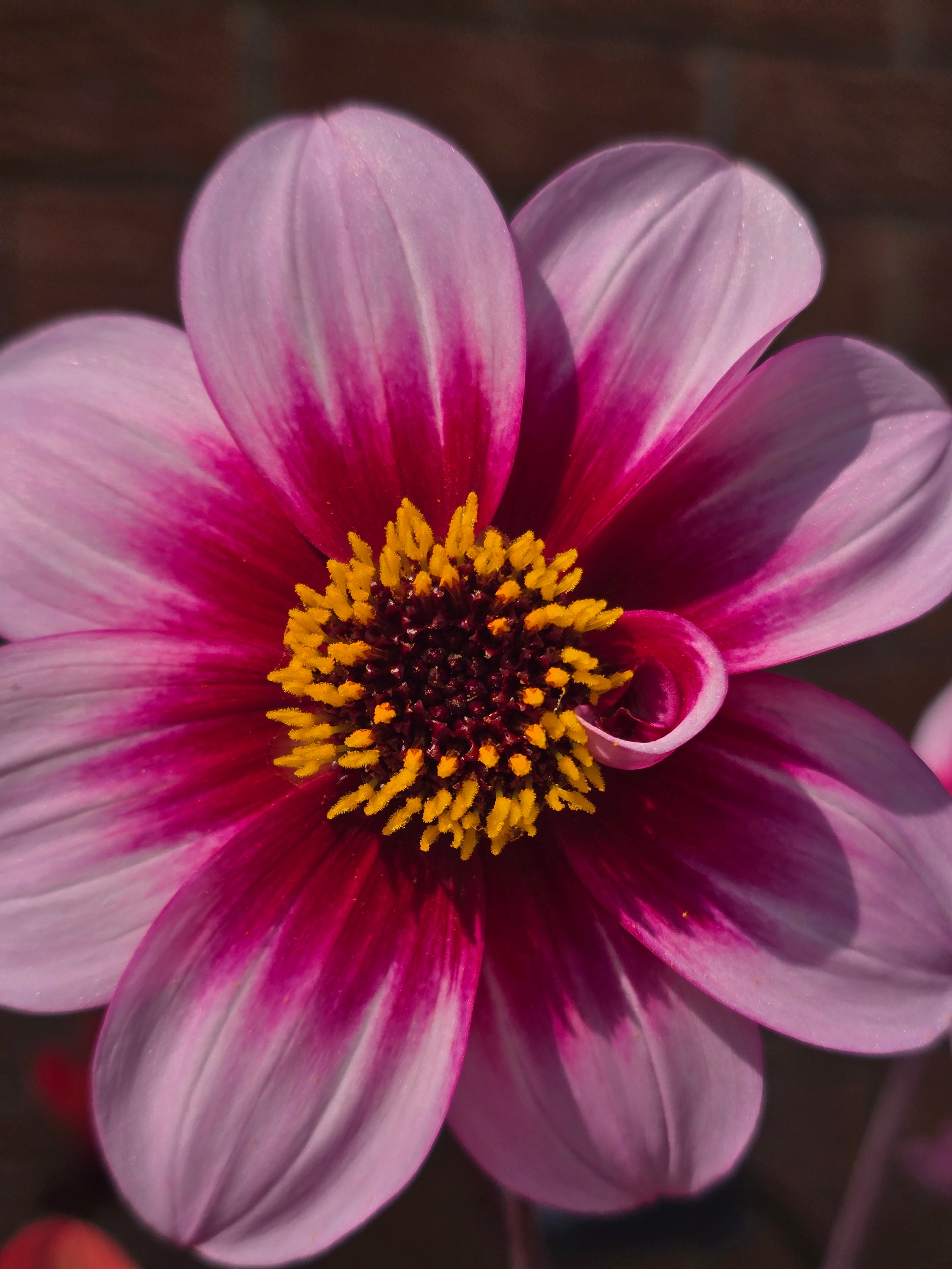 Dahlia Wishes & Dreams - John Cullen Gardens