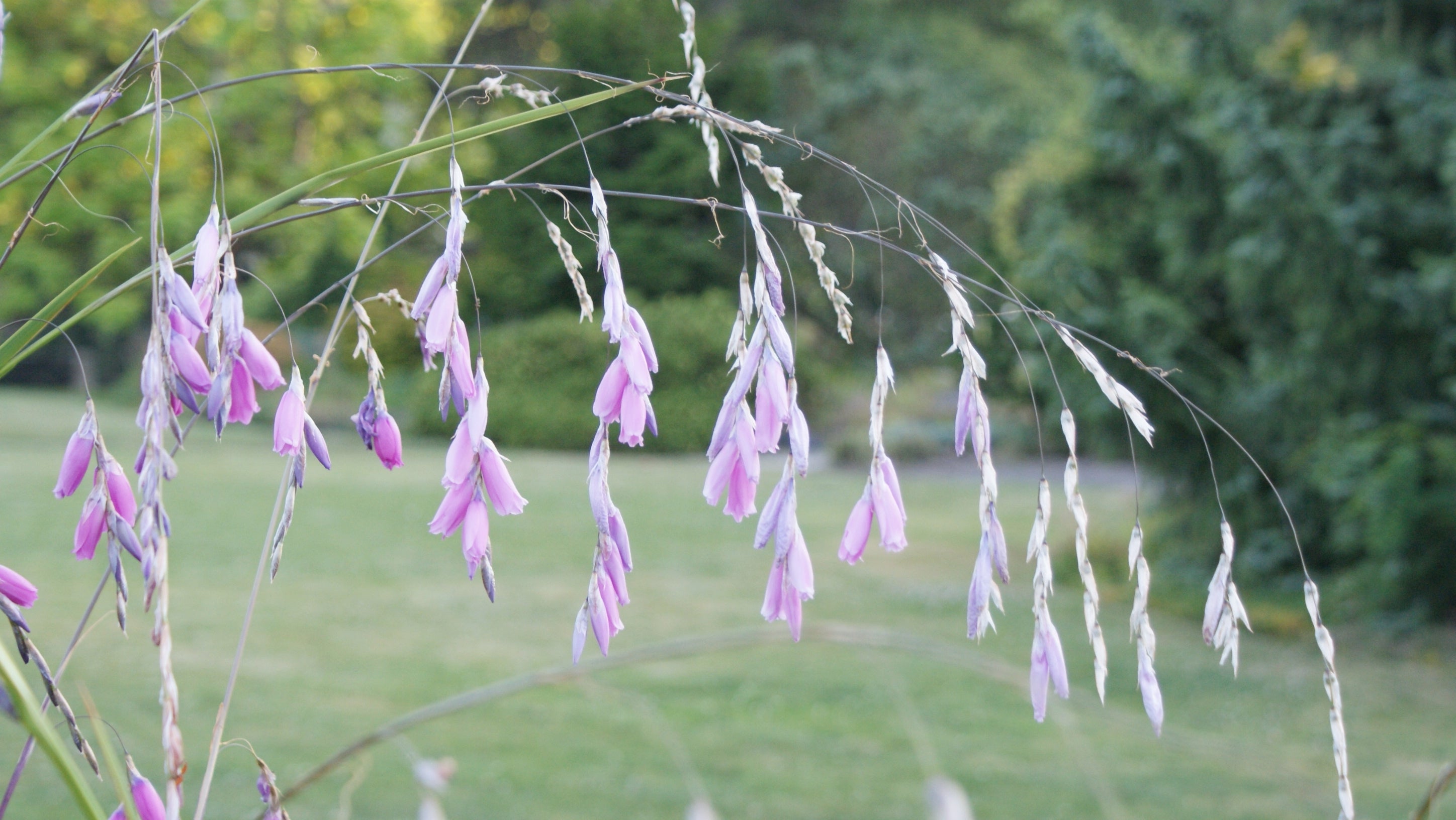 Dierama 'Wind Nymph Cameo' - John Cullen Gardens