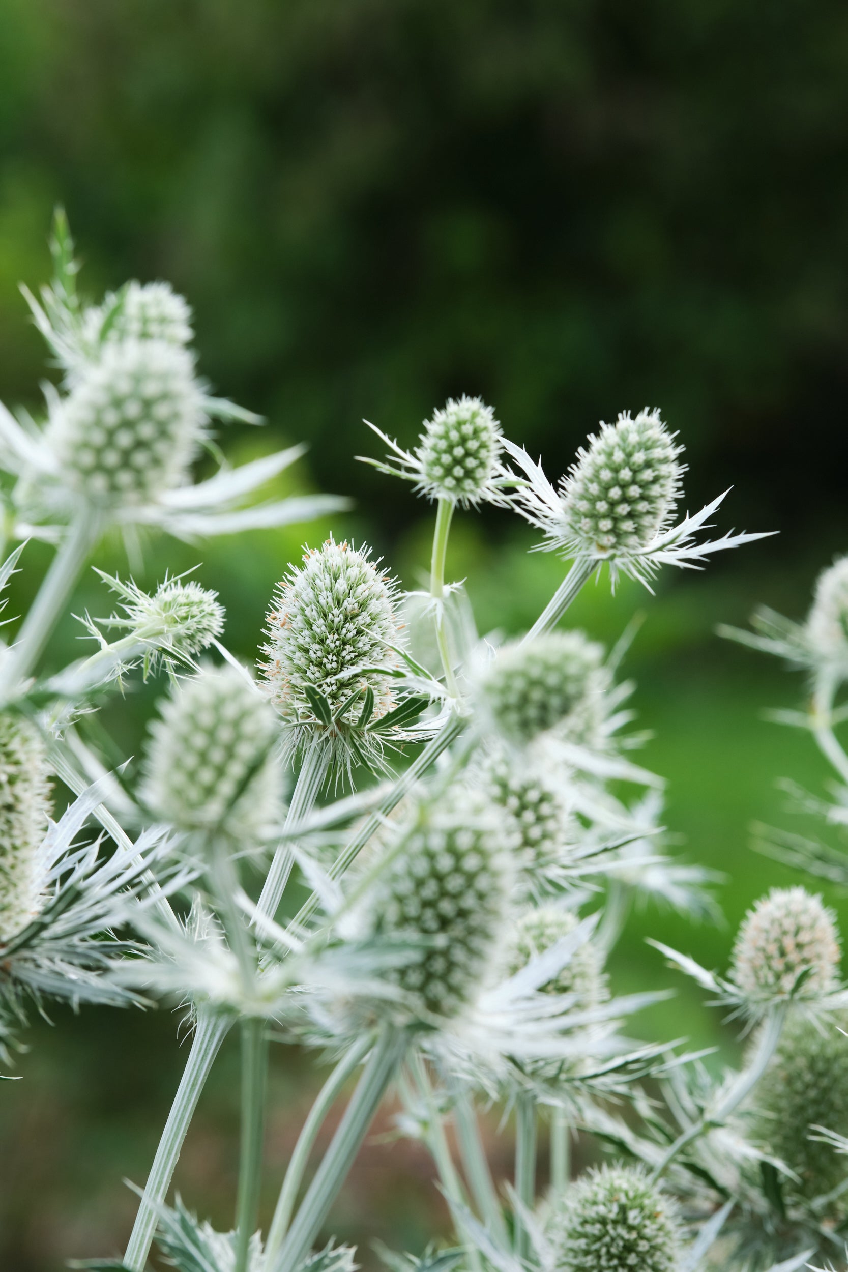 Eryngium planum 'Magical White Lagoon' (PBR) - Ready soon - John Cullen Gardens