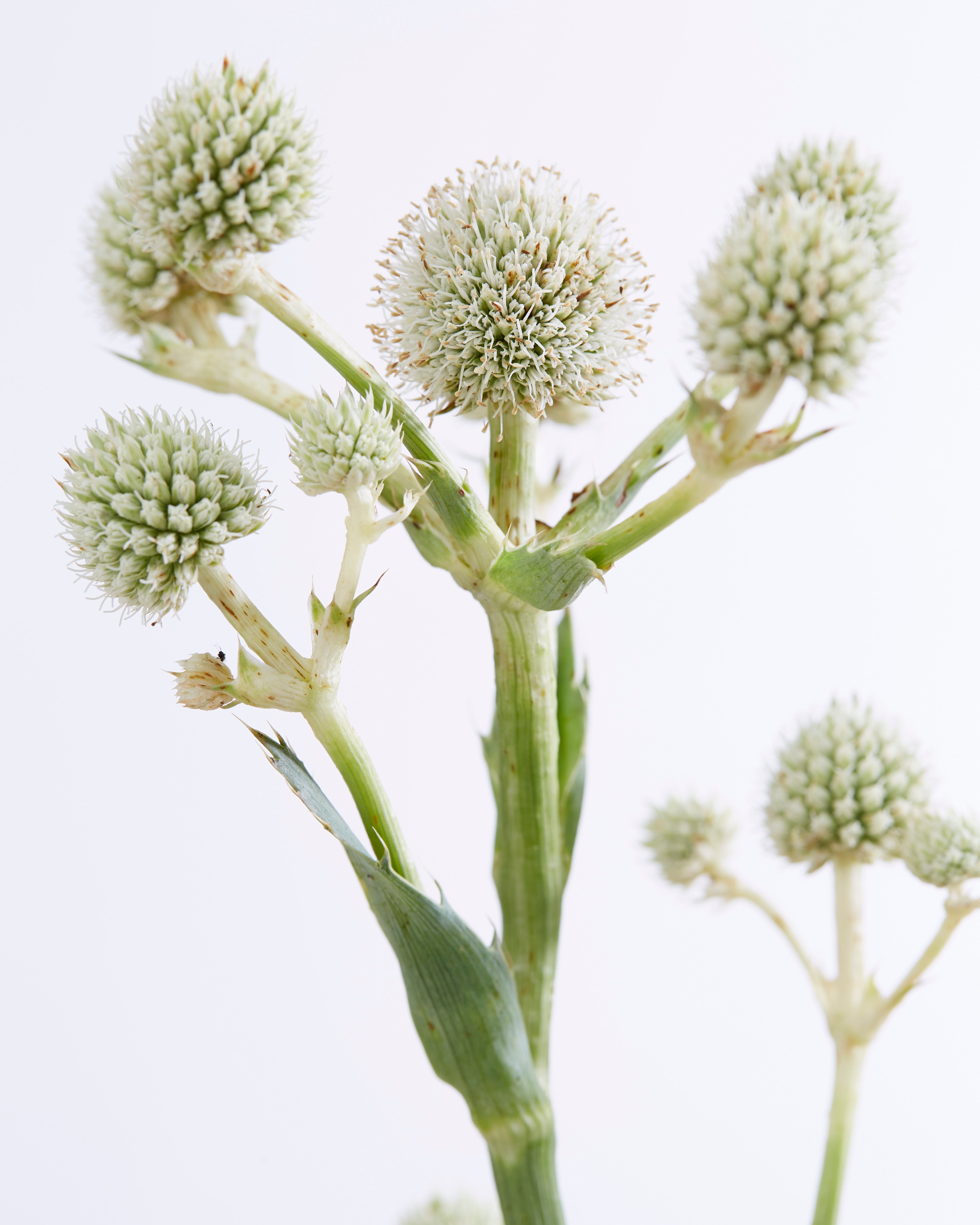 Eryngium yuc. 'Magical Green Globe' (PBR) - Ready soon - John Cullen Gardens