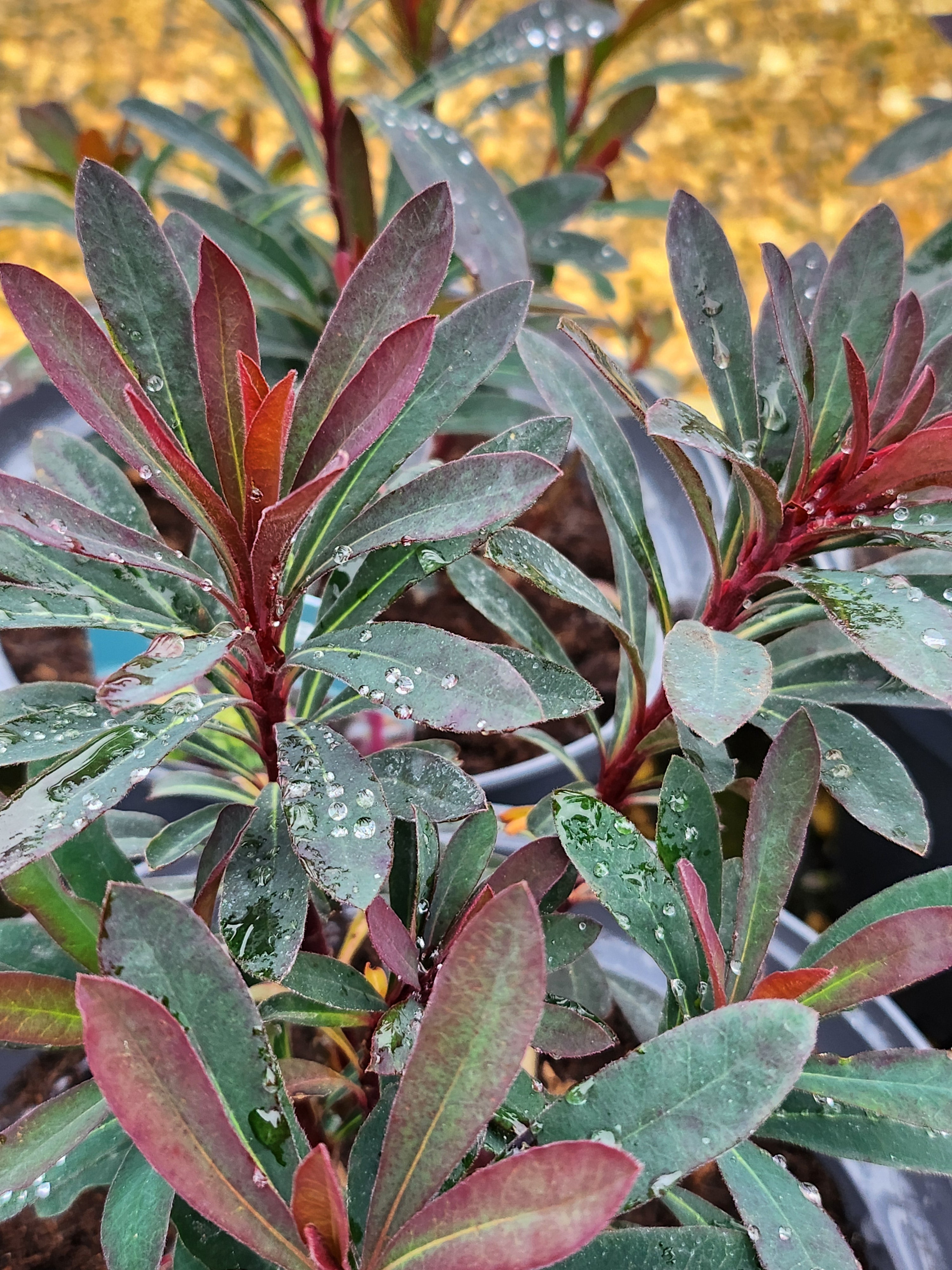 Euphorbia' Miner's Merlot' (PBR)- Sold out for 2024 – John Cullen Gardens