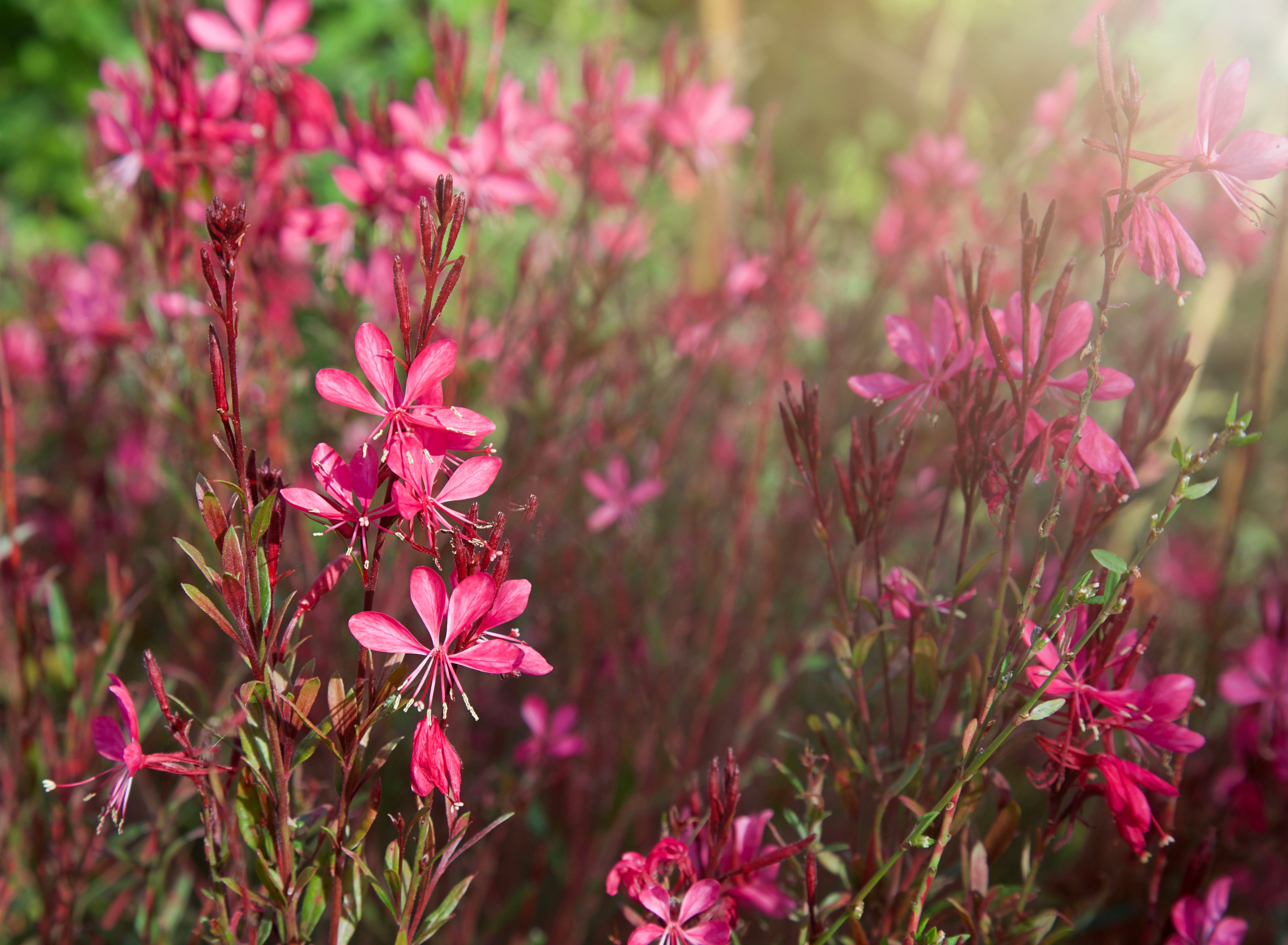 Gaura lind. 'Whiskers Deep Rose' - John Cullen Gardens