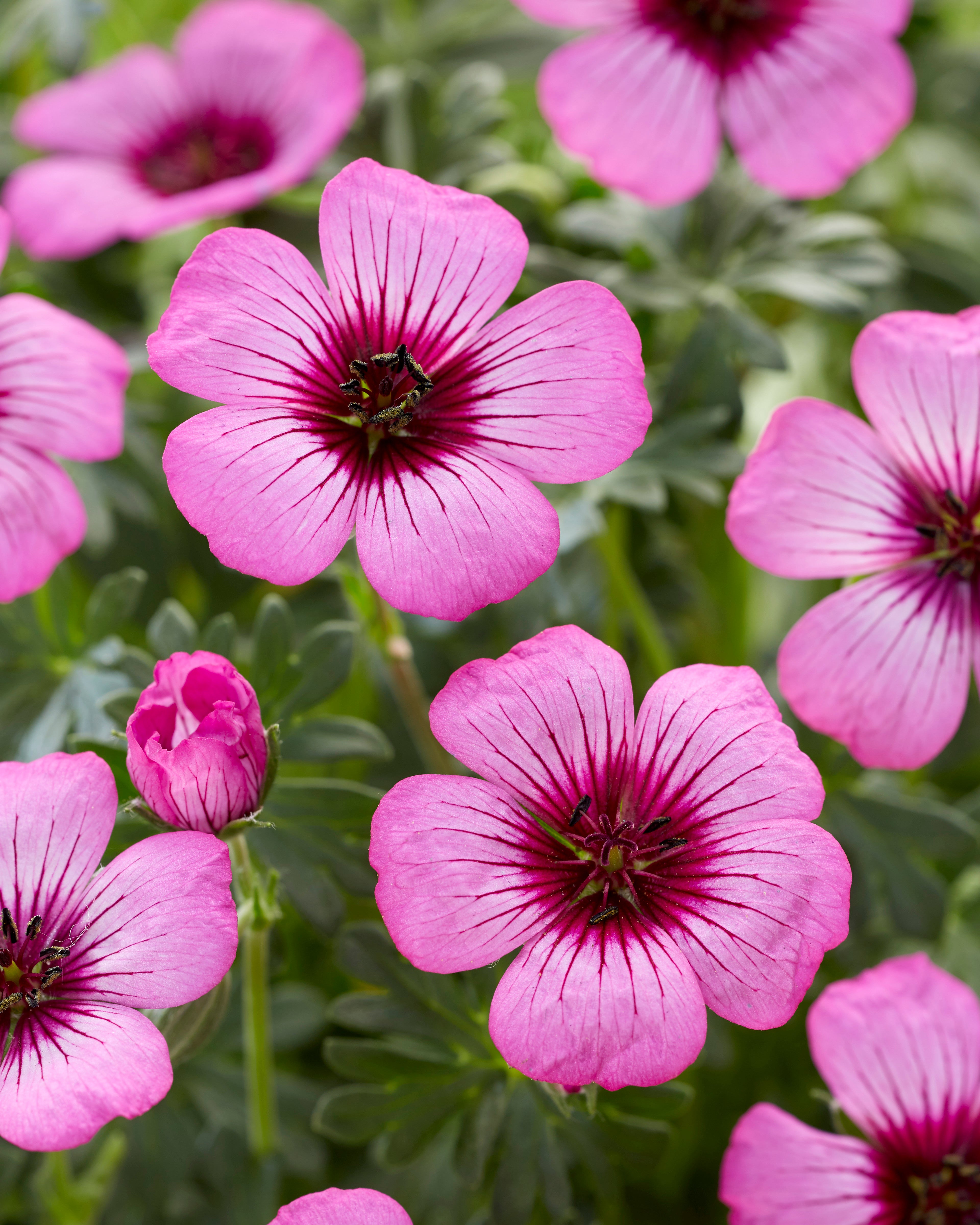 Geranium 'Jolly Jewel Silver' - John Cullen Gardens