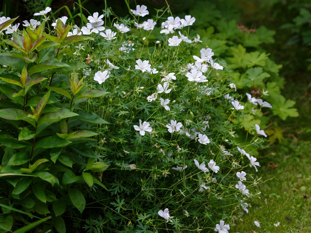 Geranium sanguineum 'Album' - John Cullen Gardens