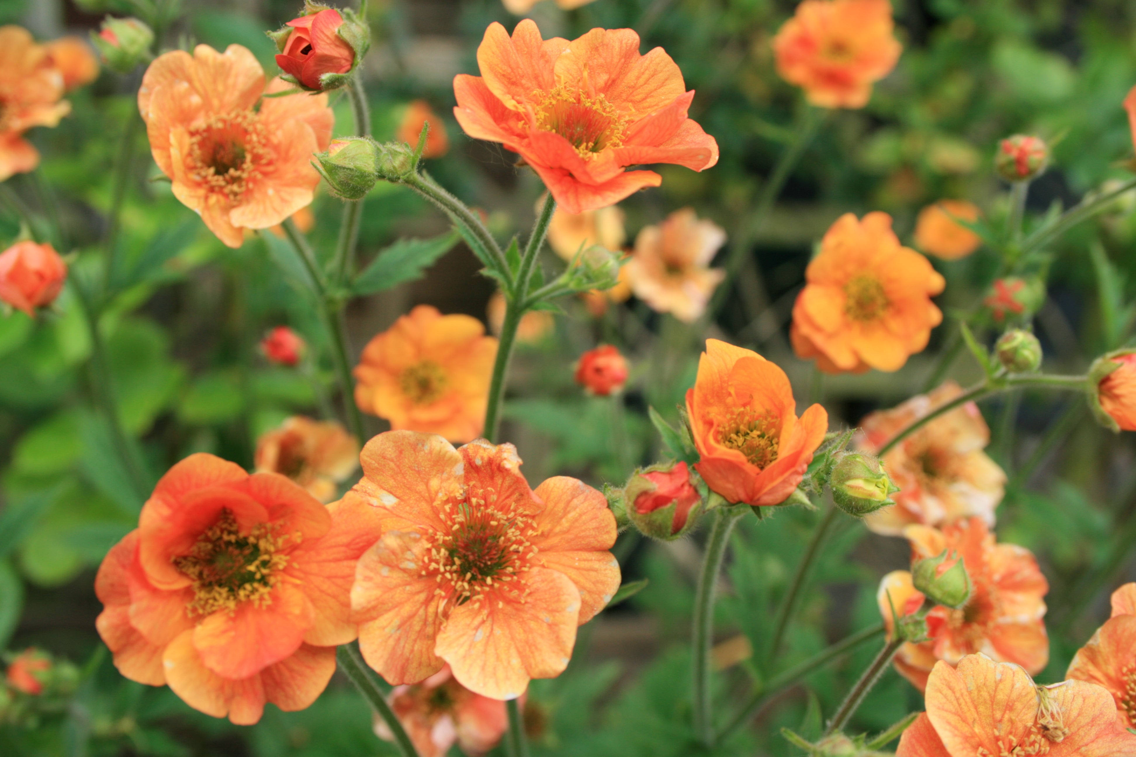 Geum 'Tempo Orange' (PBR) - John Cullen Gardens