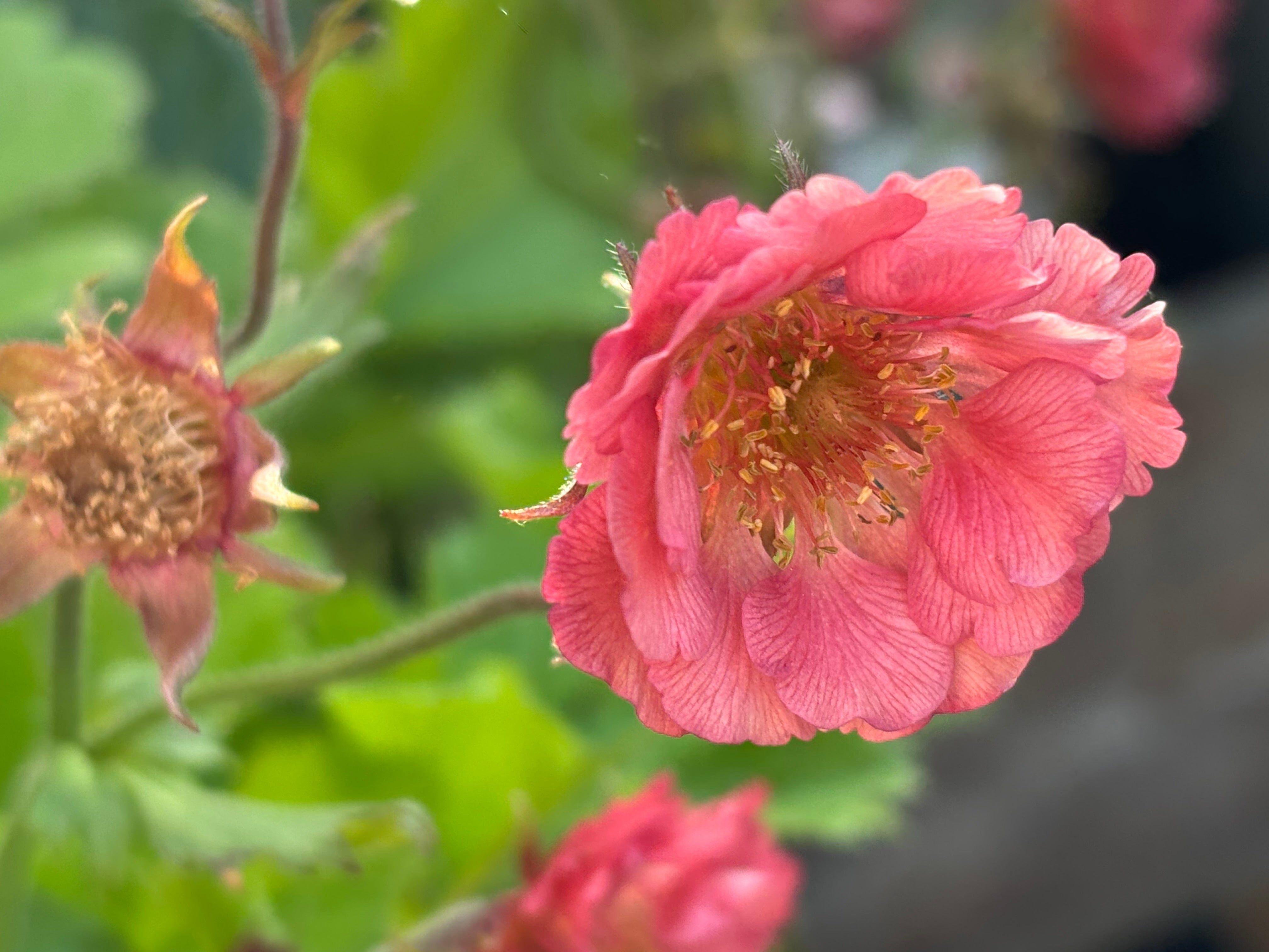 Geum 'Pink Petticoats' (PBR) - John Cullen Gardens