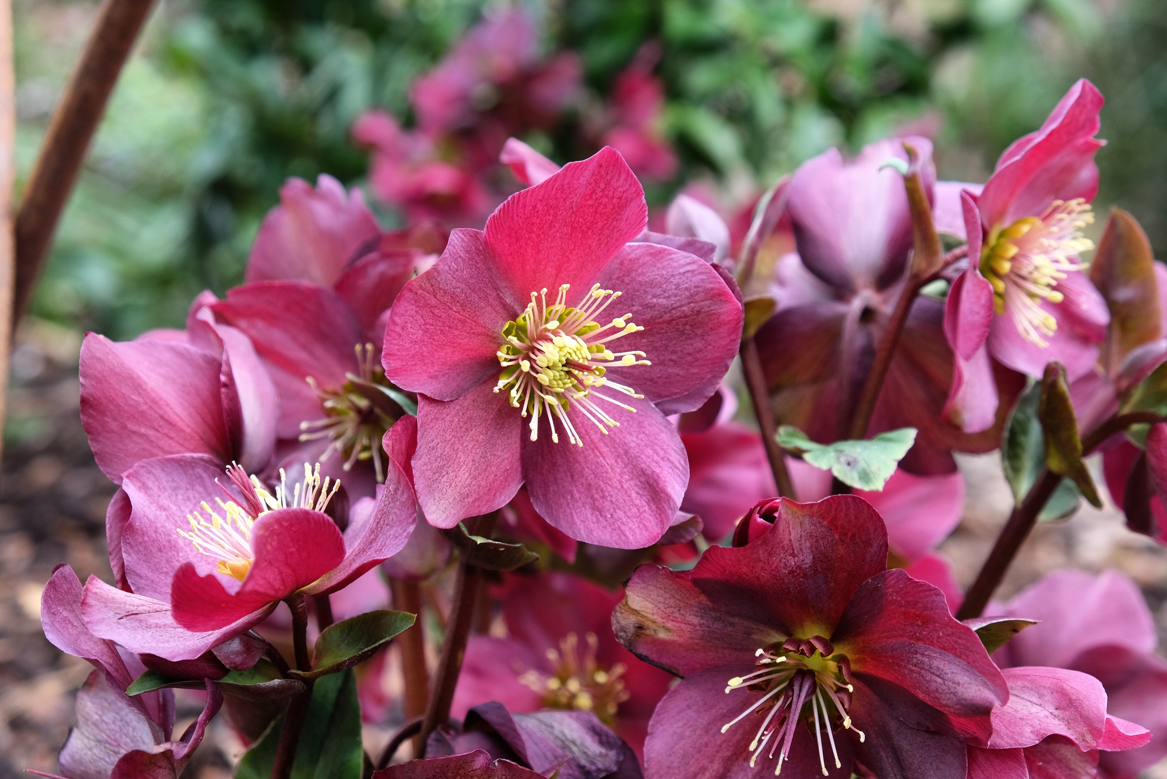 Helleborus HGC 'Ice N Roses Red' - John Cullen Gardens