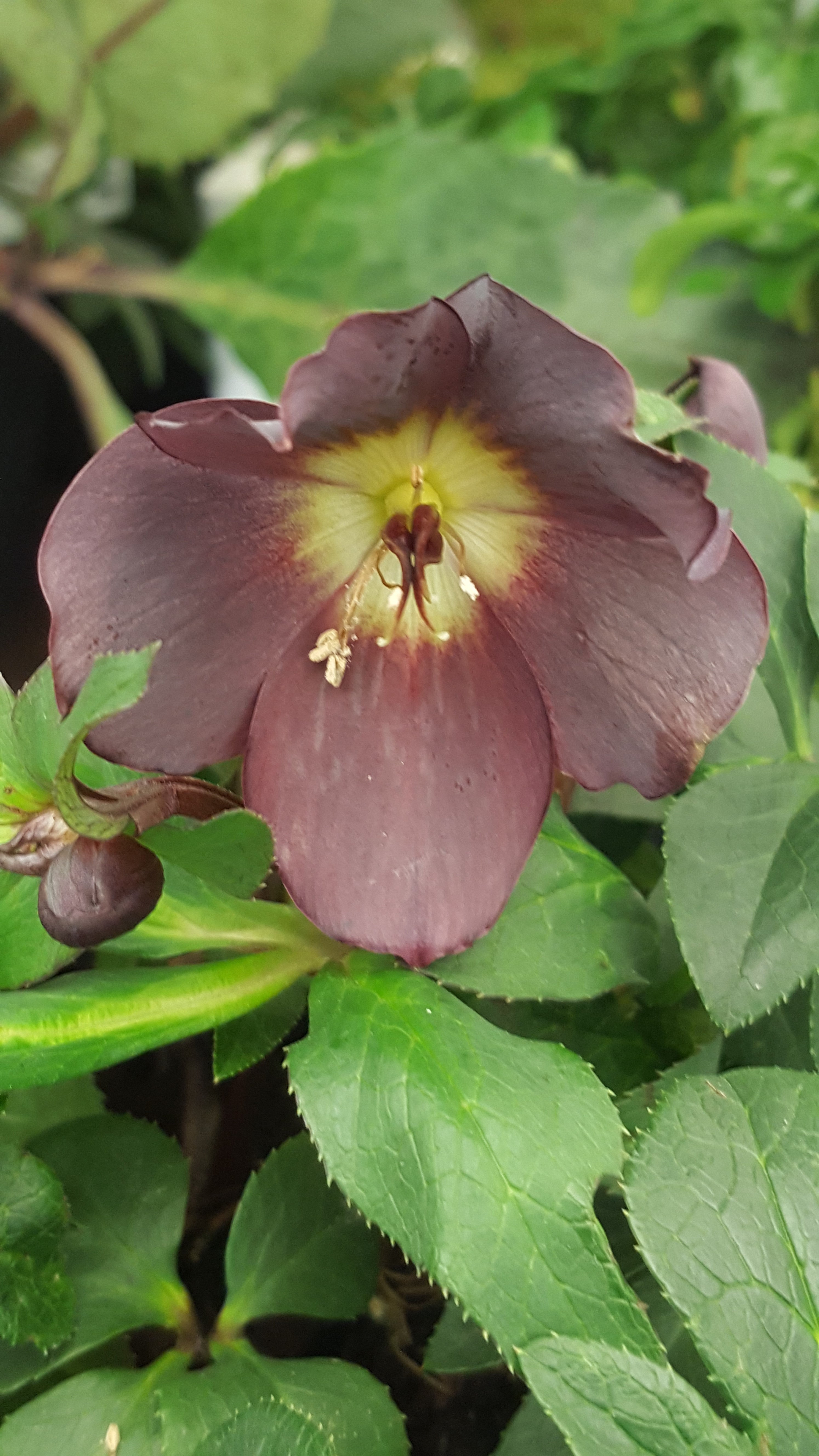 Helleborus orientalis 'Single Black' - Ready soon - John Cullen Gardens