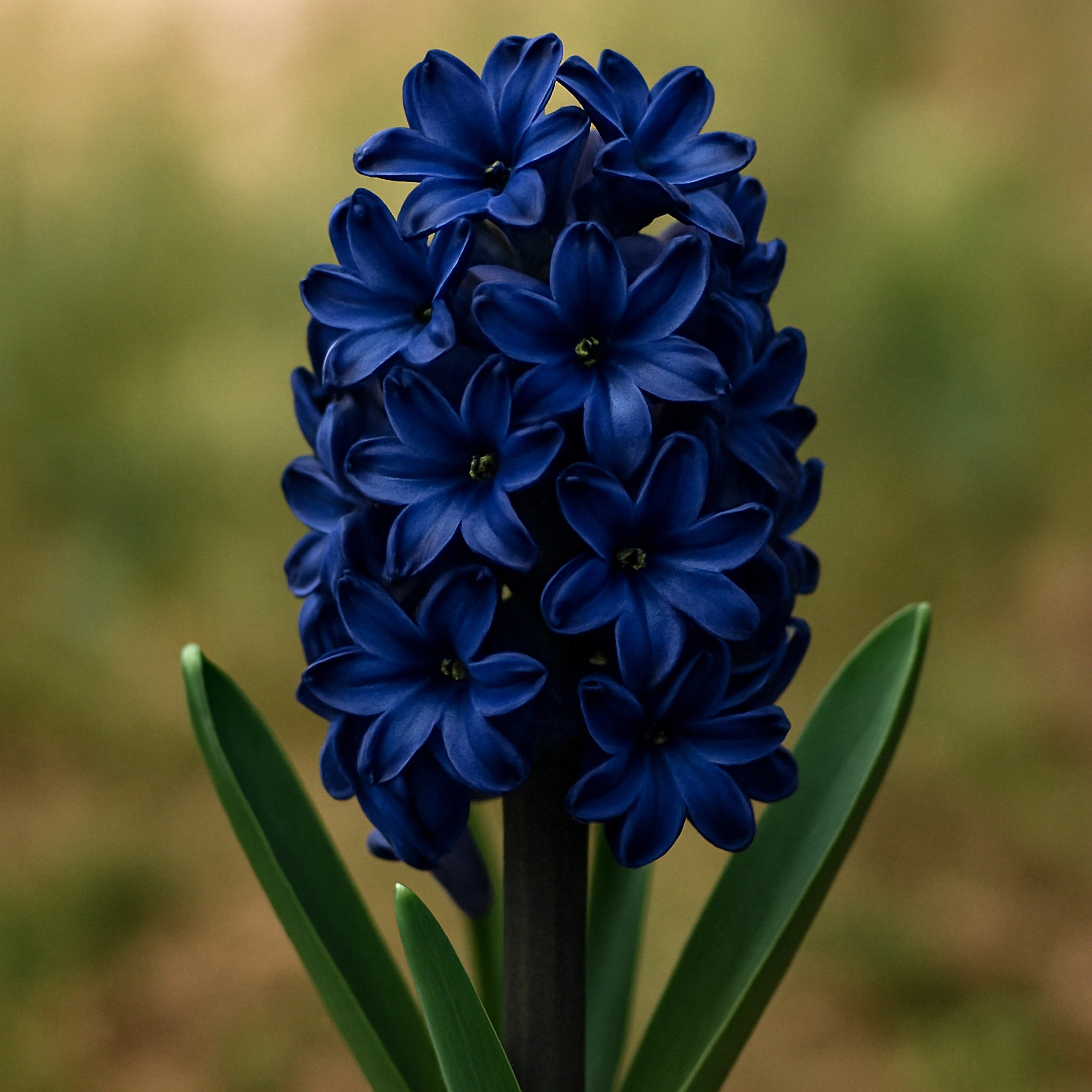 Hyacinth 'Kronos' - John Cullen Gardens