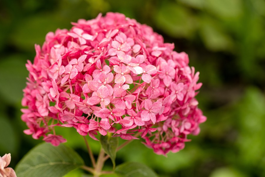 Hydrangea arborescens 'Candybelle Bubblegum' - John Cullen Gardens