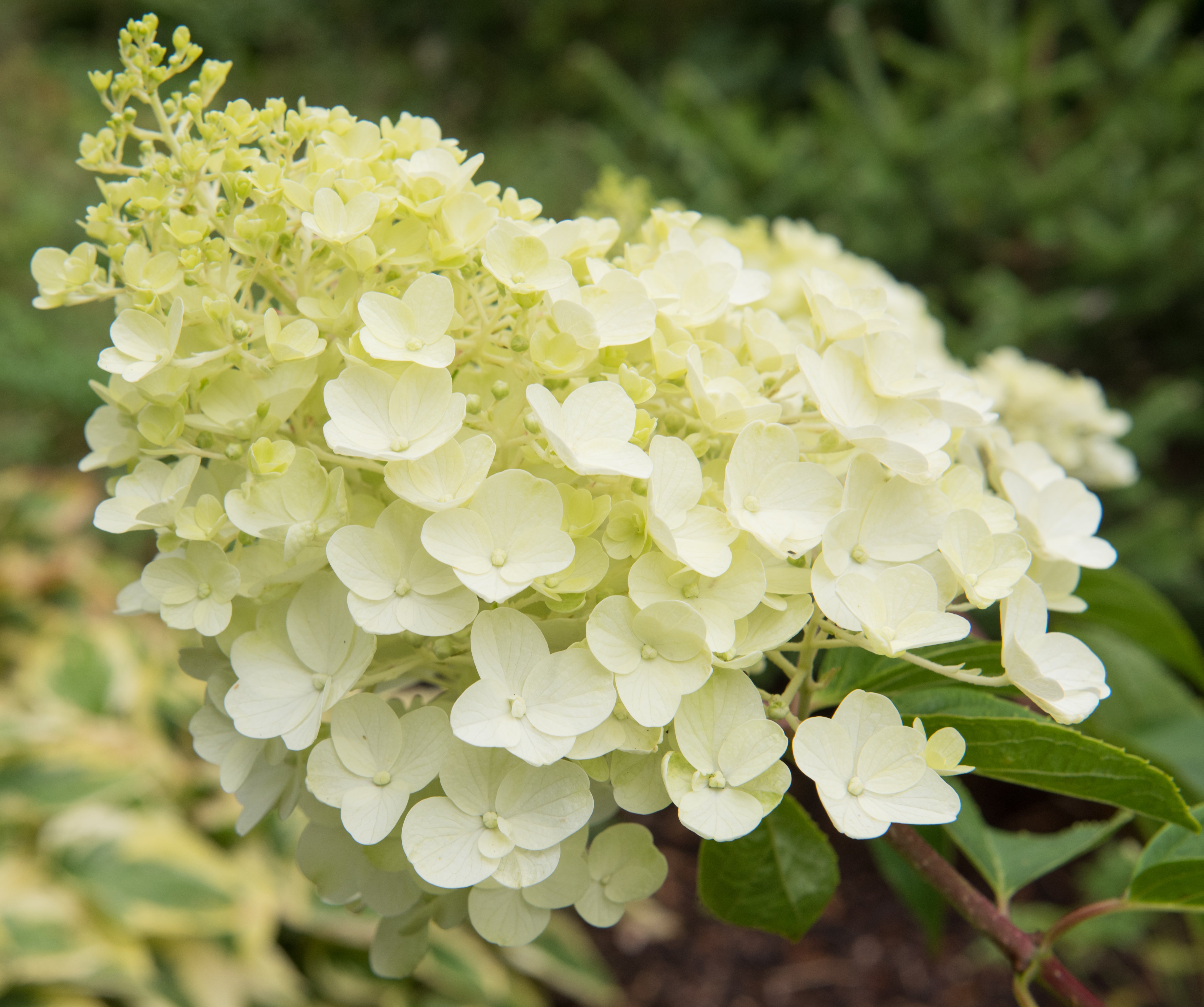 Hydrangea paniculata 'Silver Dollar' - Ready soon - John Cullen Gardens