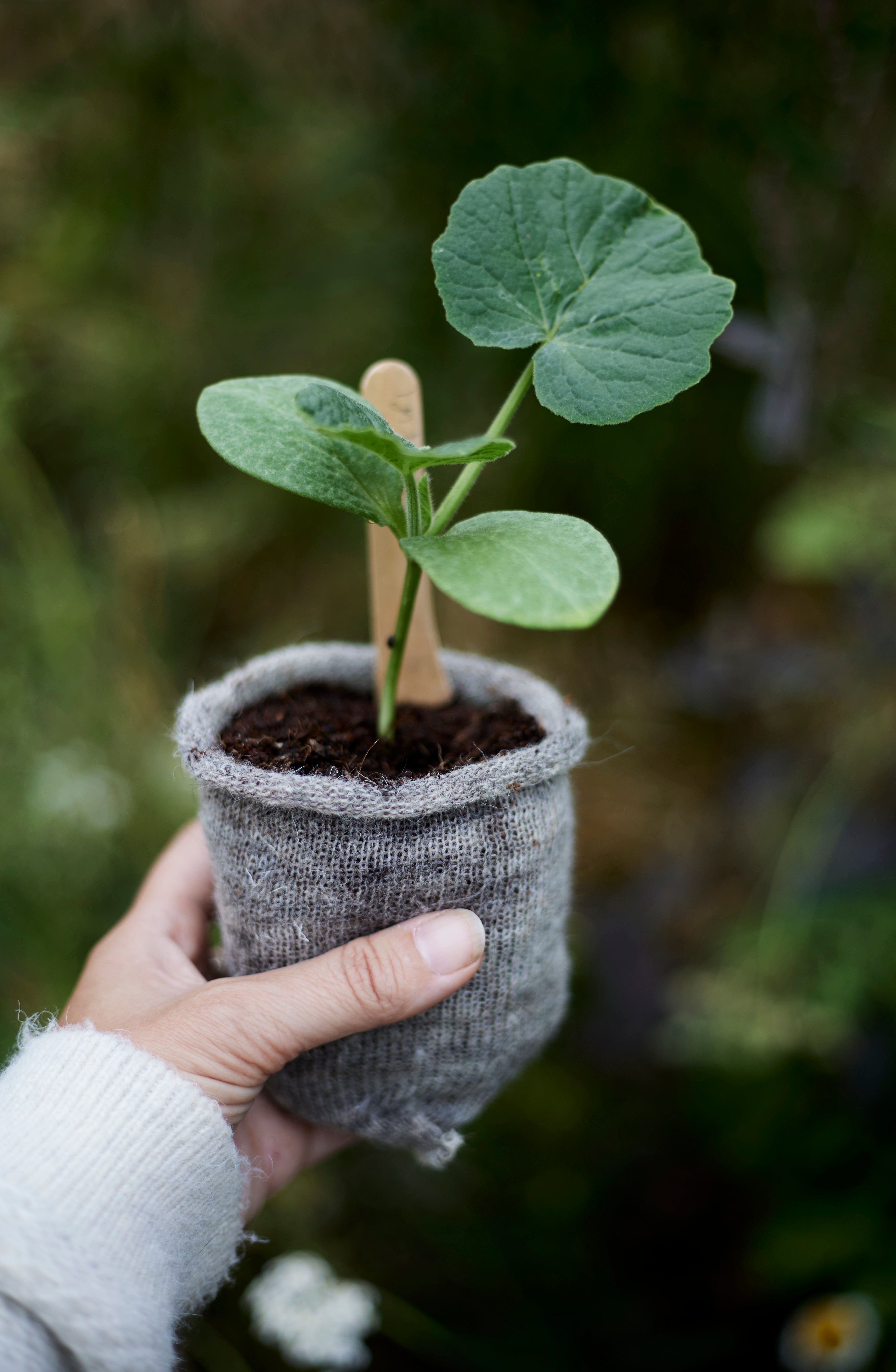 Wool Pot - 9cm Only - John Cullen Gardens