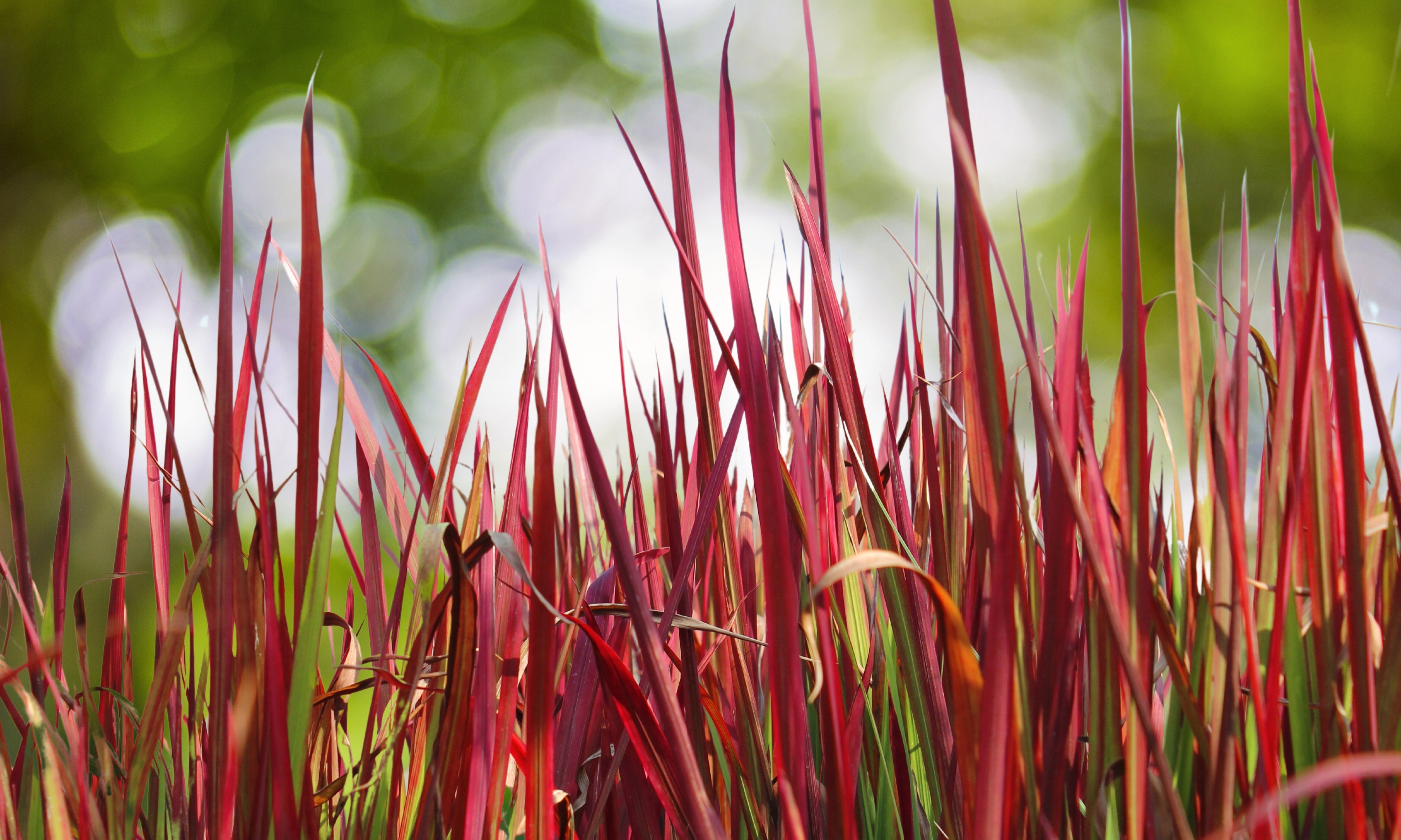 Imperata cylindrica 'Red Baron' - John Cullen Gardens