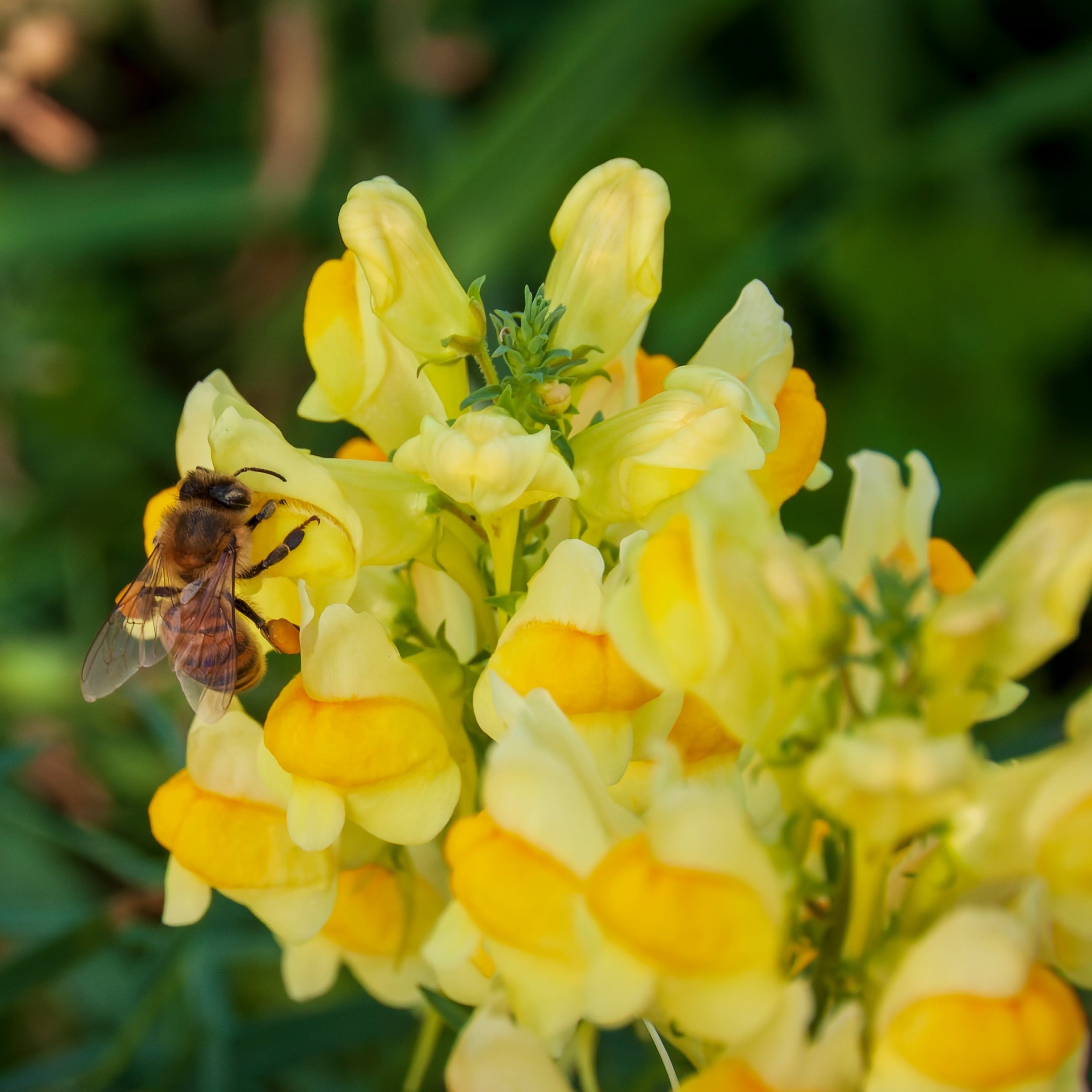 Yellow Toadflax (Linaria vulgaris) 9 Linaria vulgaris