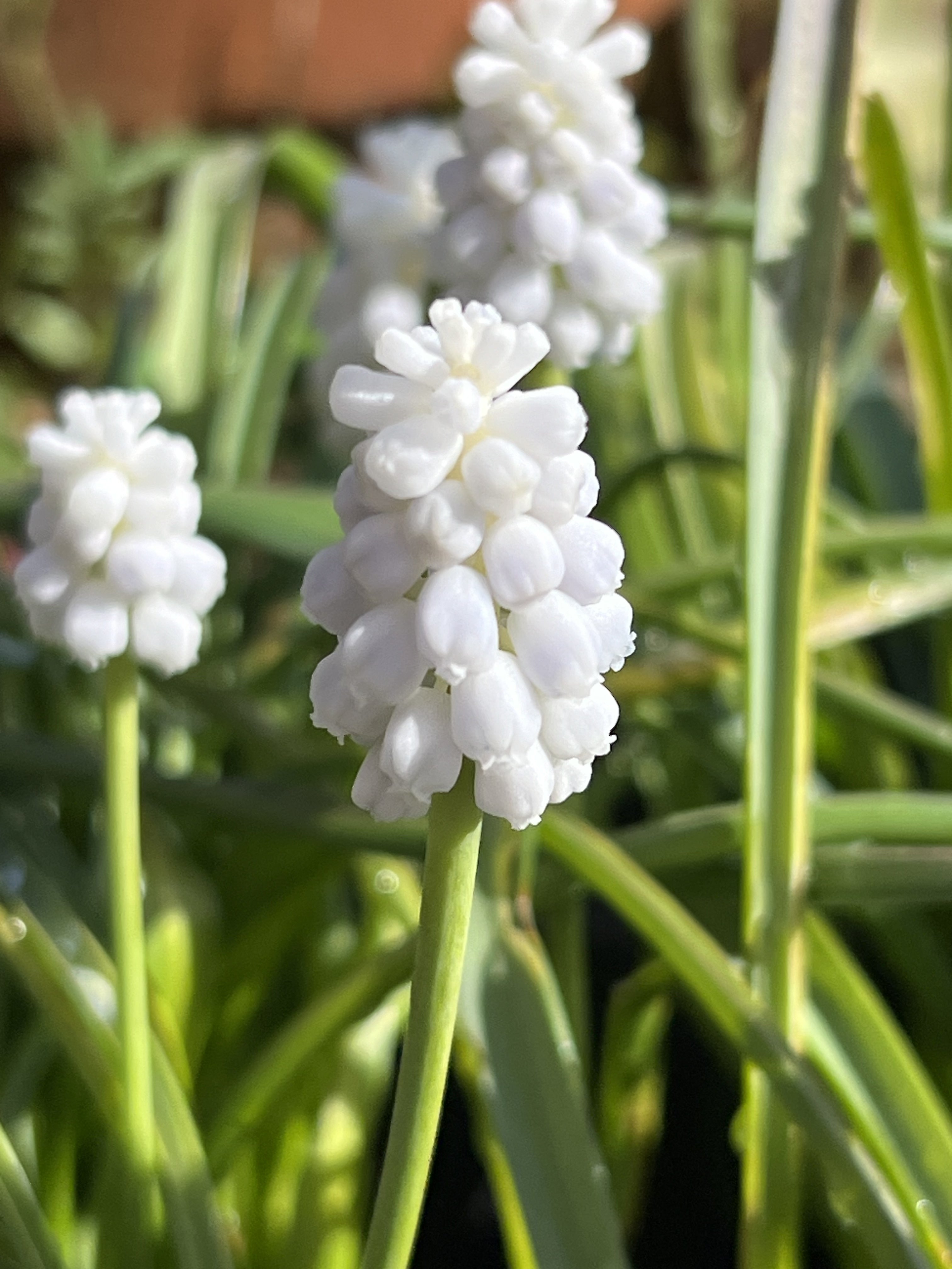 Muscari 'Siberian Tiger' - Potted - John Cullen Gardens
