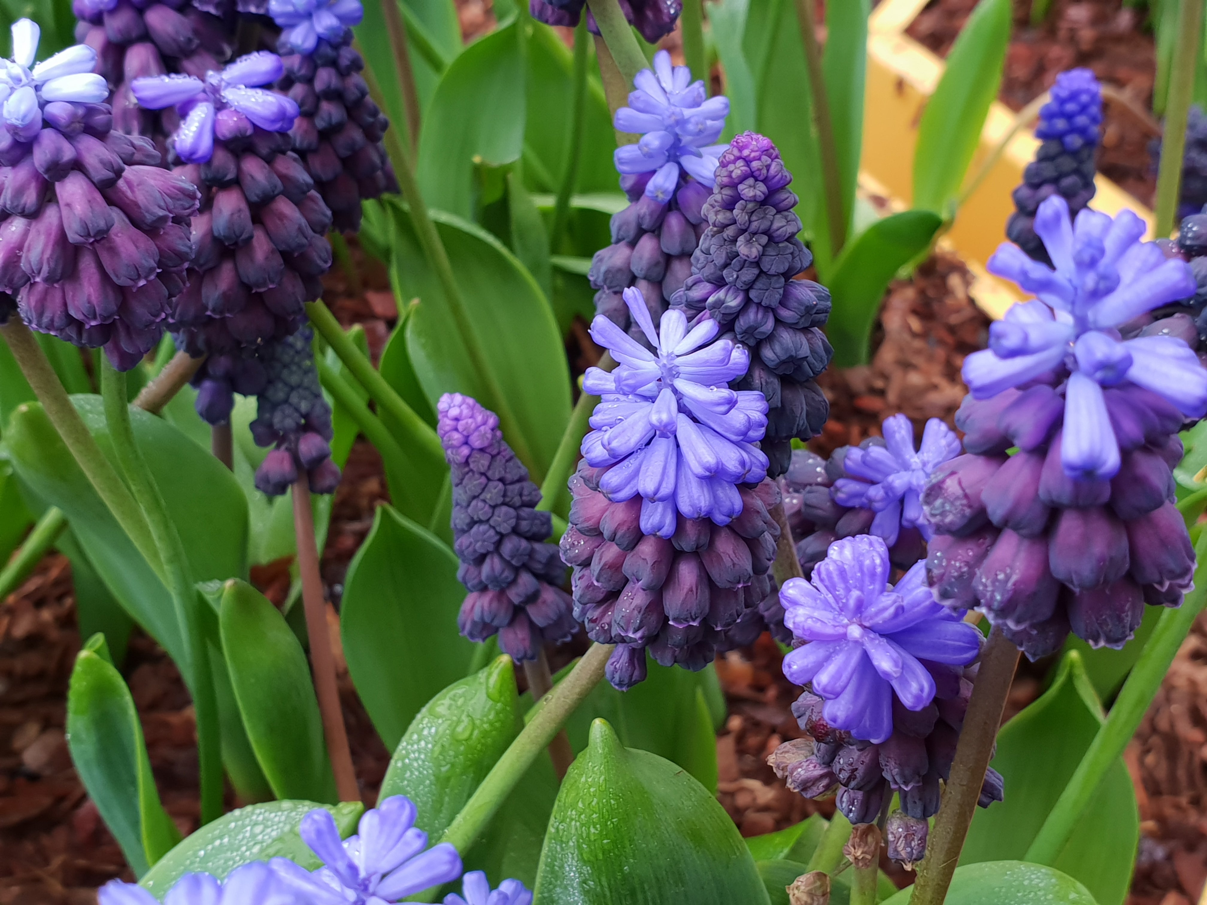 Muscari latifolium - John Cullen Gardens