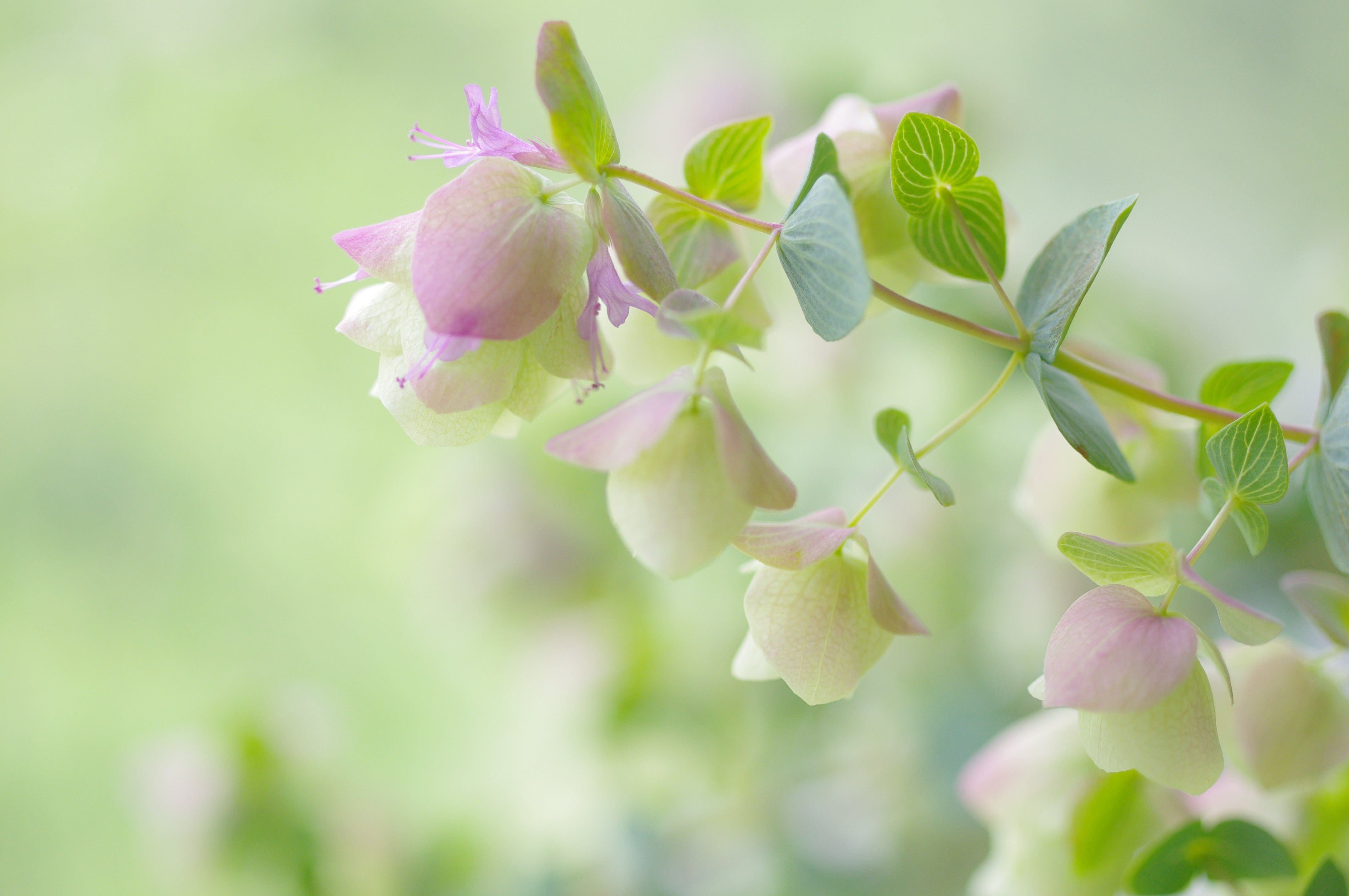Oregano 'Kent Beauty' - John Cullen Gardens