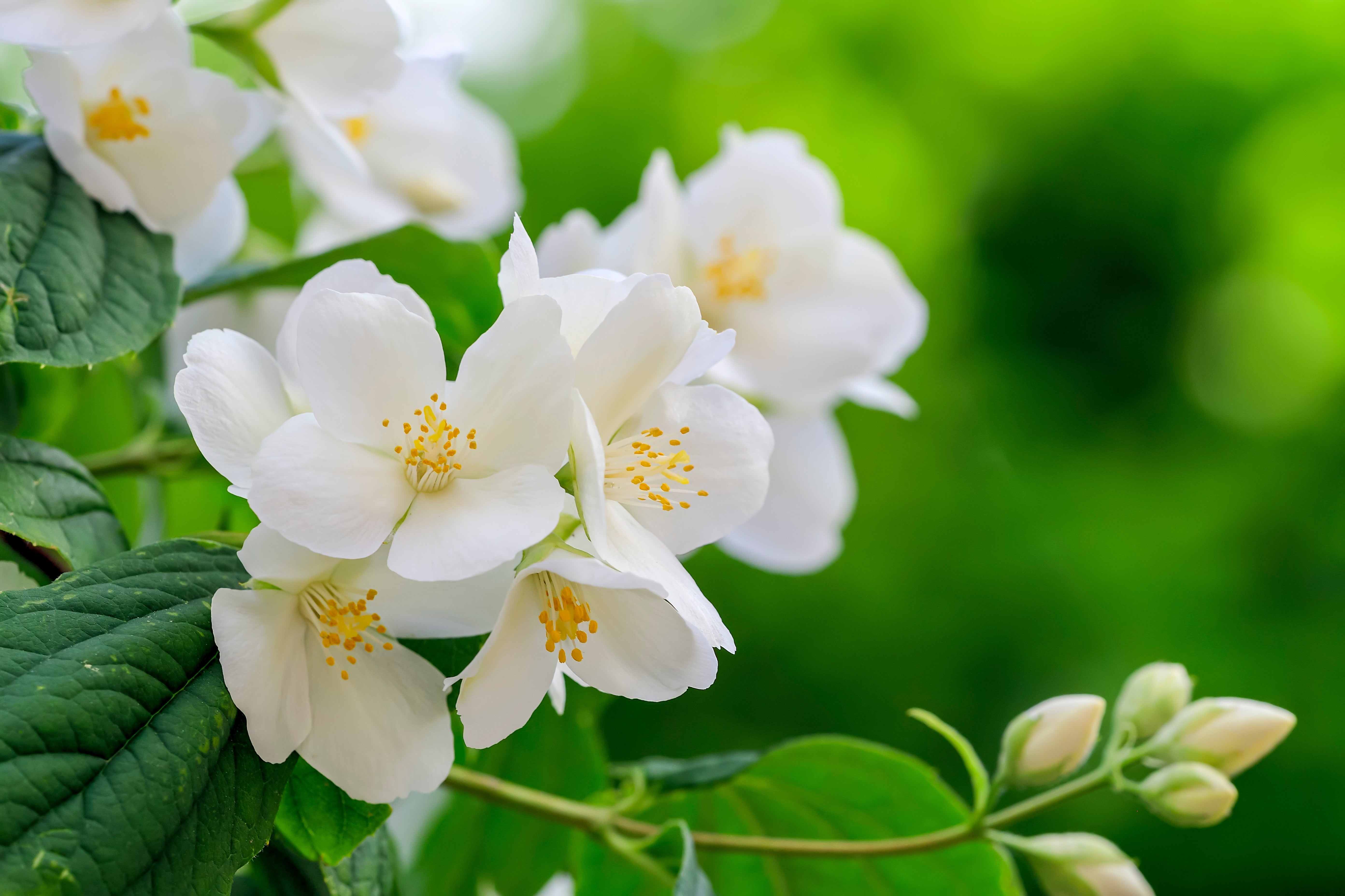 Philadelphus 'Belle Étoile' - John Cullen Gardens