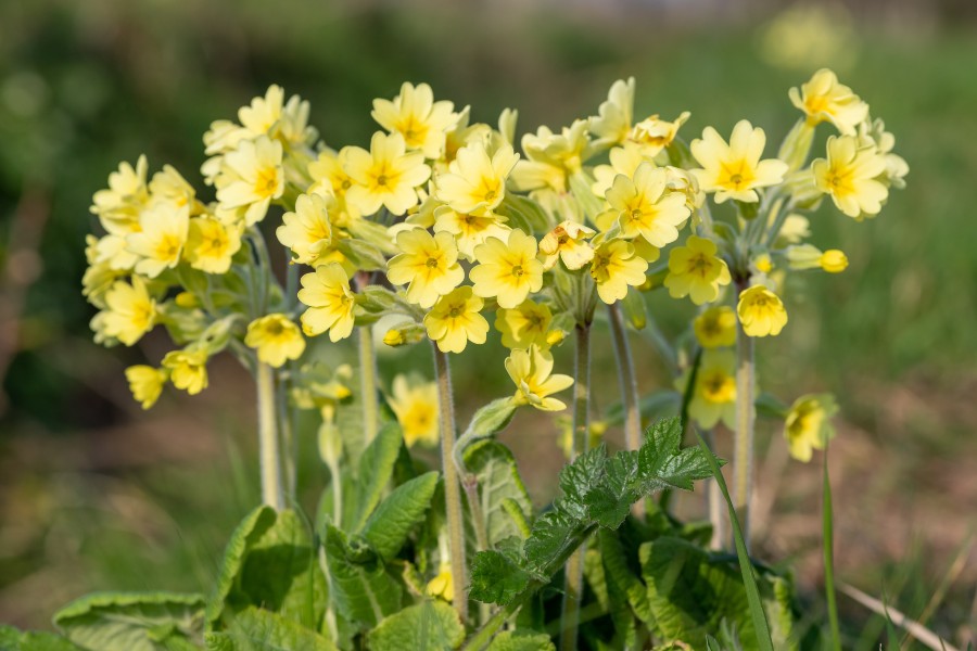 Primula elatior - John Cullen Gardens