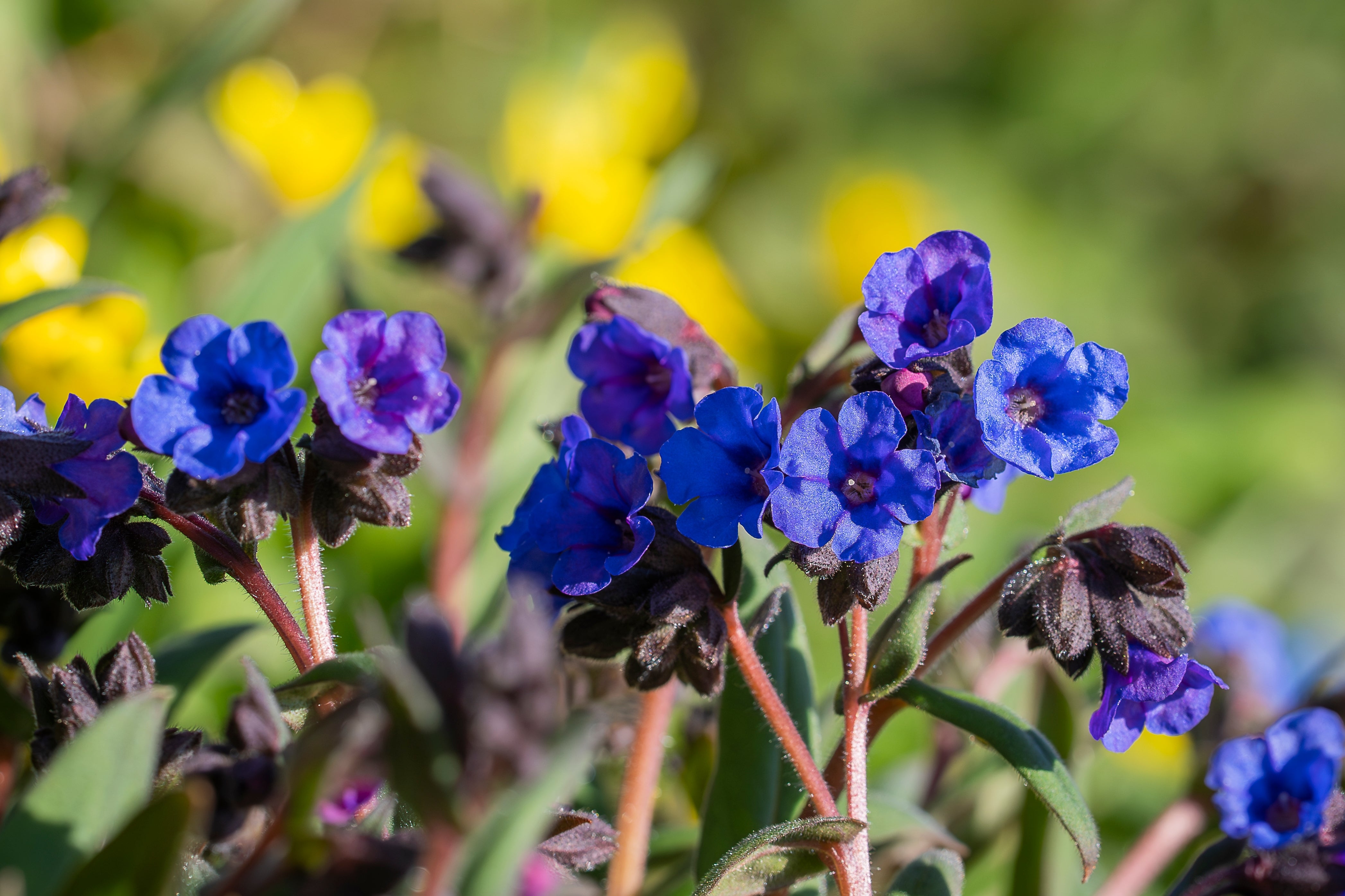 Pulmonaria longifolia 'Diana Clare' - Ready soon - John Cullen Gardens