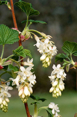 Ribes sanguineum 'White Icicle' - John Cullen Gardens