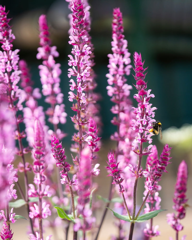 Salvia nemorosa 'Katsjing' - Ready soon - John Cullen Gardens