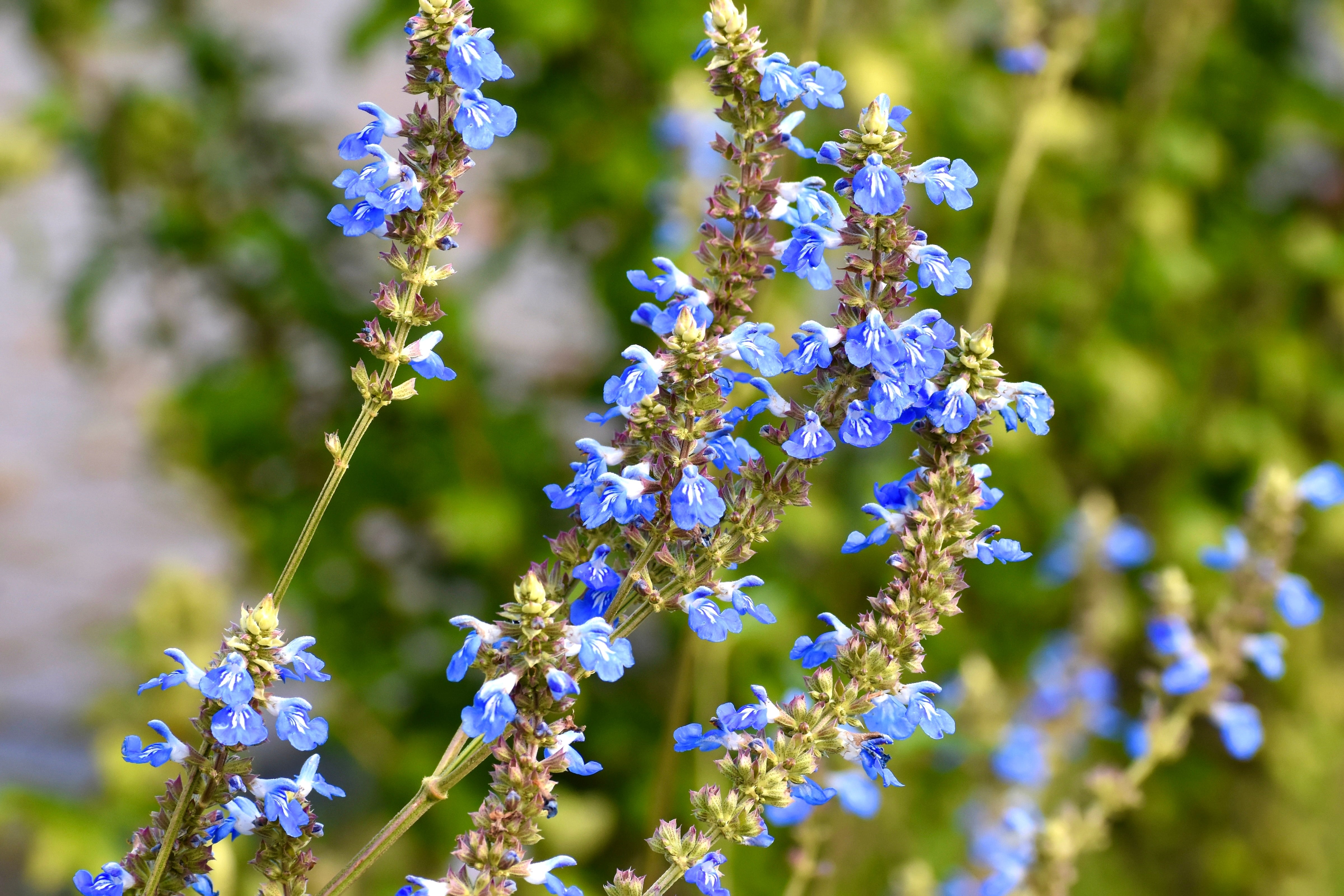 Salvia uliginosa - John Cullen Gardens