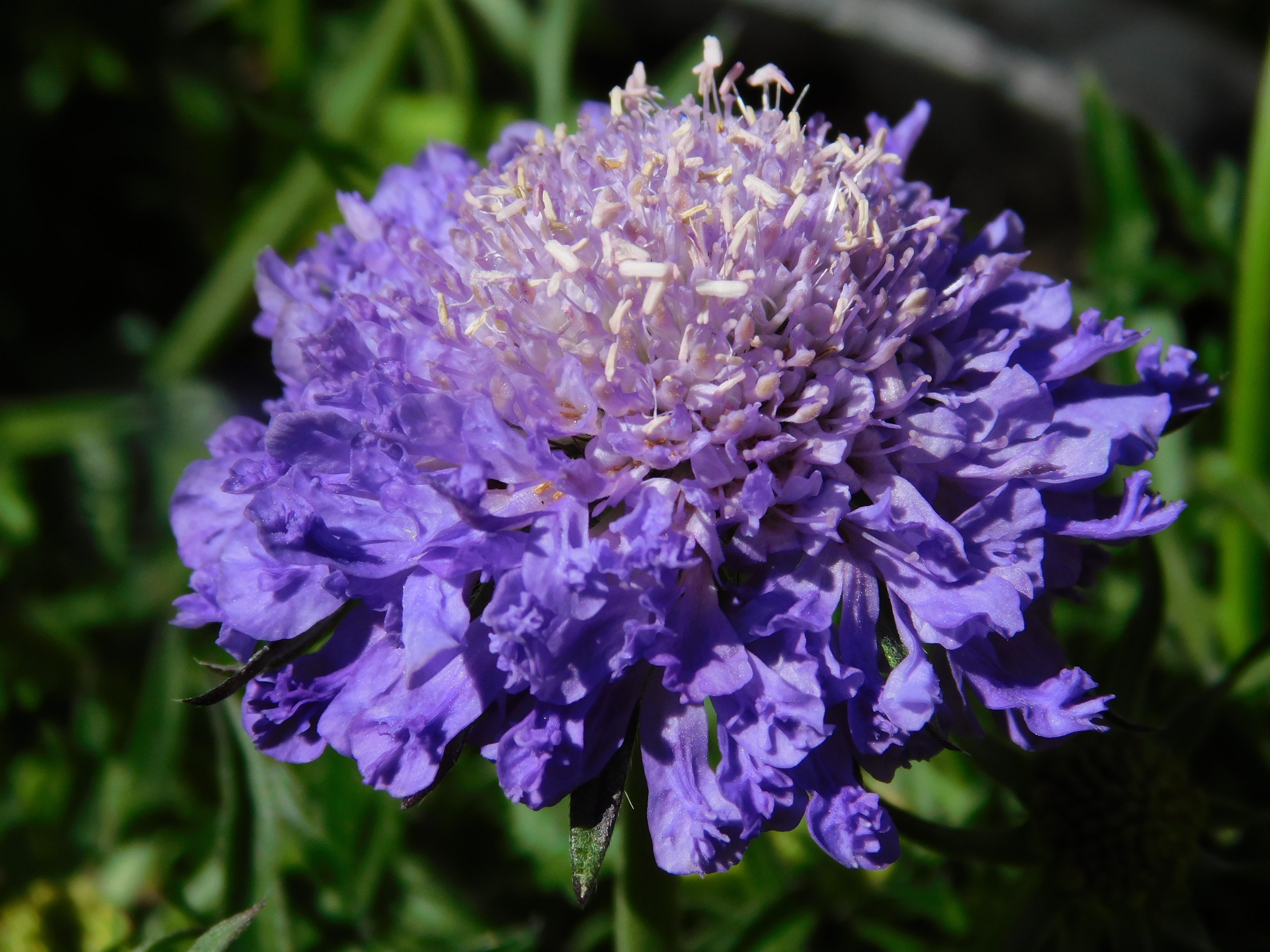Scabiosa incisa 'Kudo Blue' - John Cullen Gardens