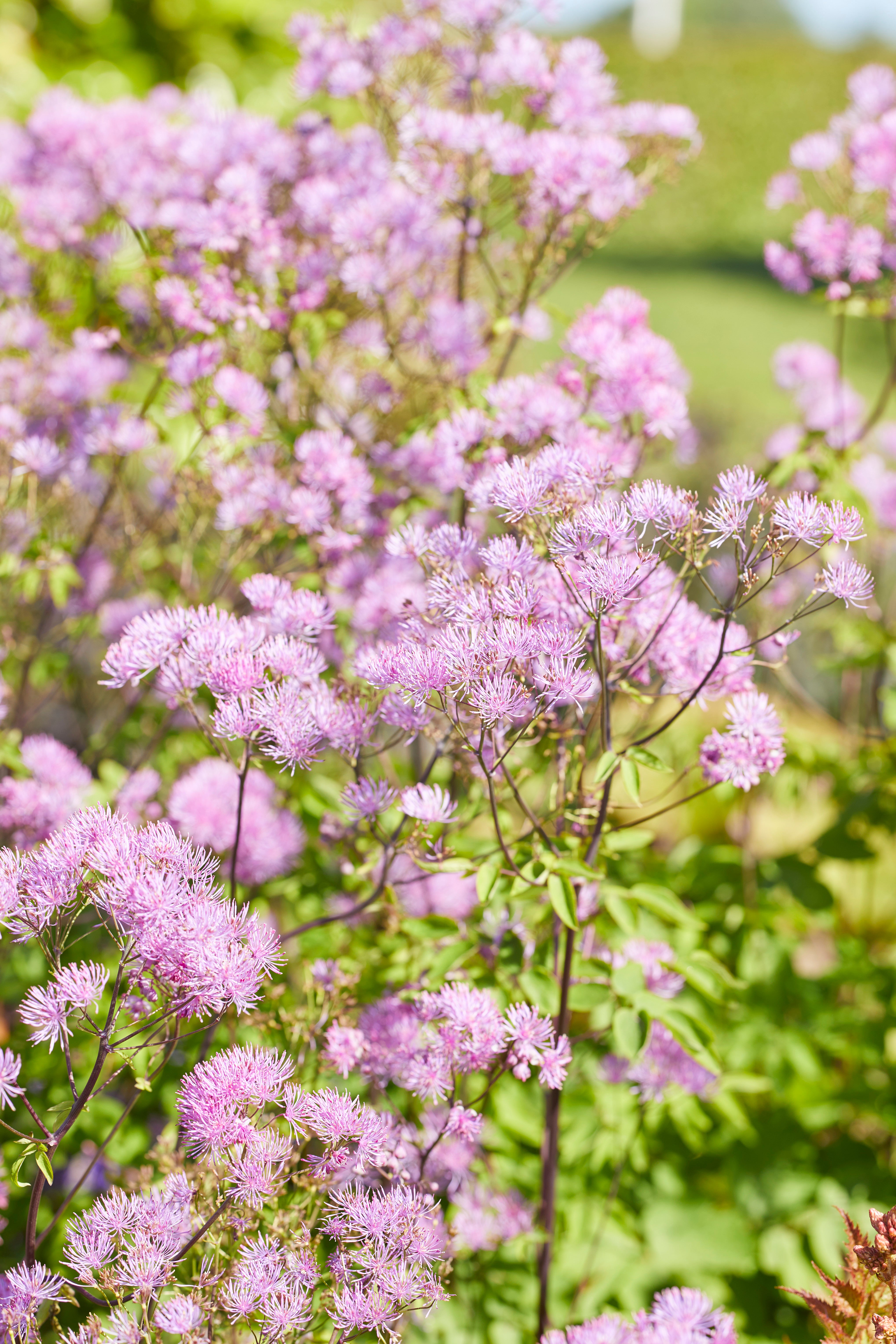 Thalictrum 'Black Stockings' - John Cullen Gardens