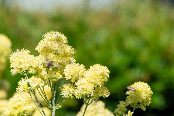 Thalictrum flavum 'Tukker Princess' - John Cullen Gardens