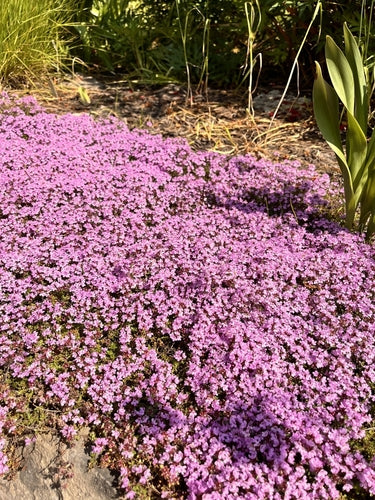 Thyme 'Pink Ripple' - John Cullen Gardens