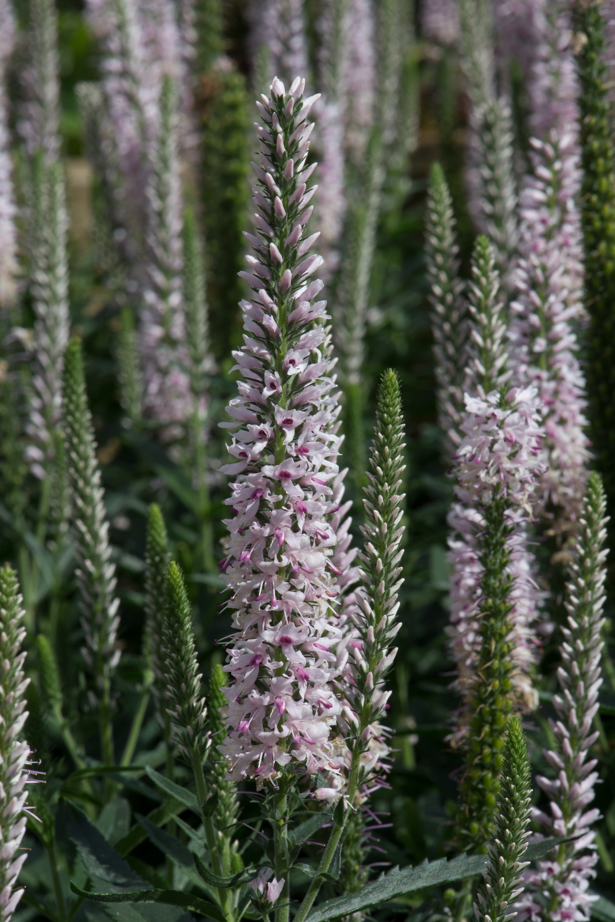 Veronica 'Moody Blues Pink' - John Cullen Gardens