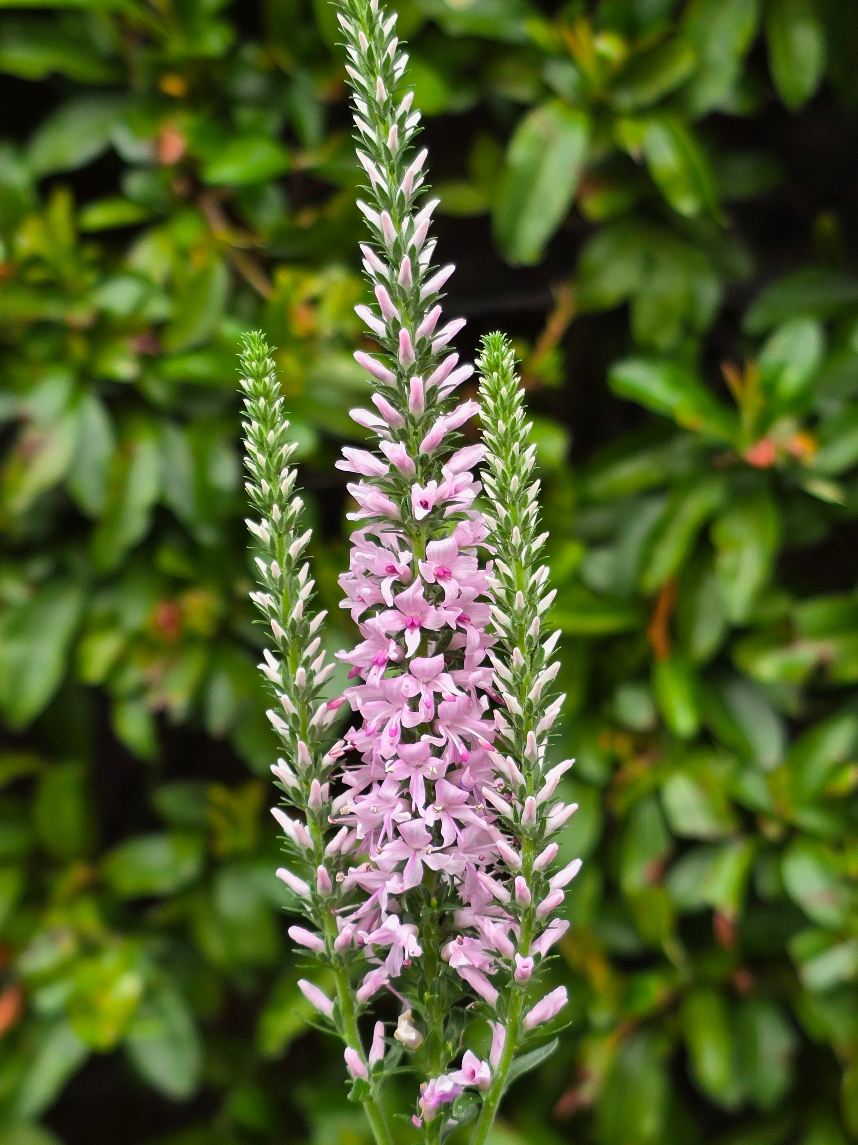 Veronica 'Moody Blues Pink' - John Cullen Gardens