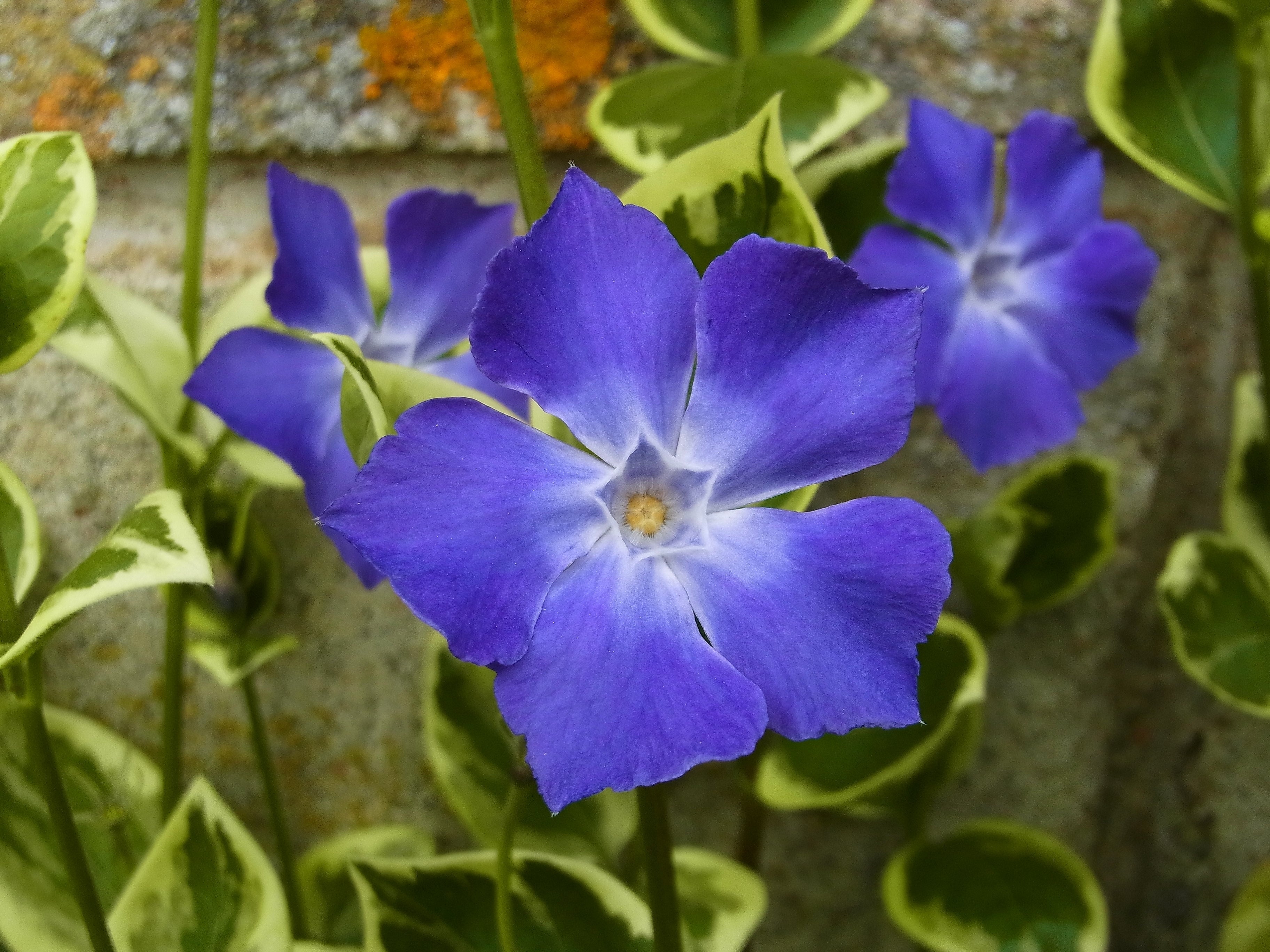 Vinca major Variegata - John Cullen Gardens