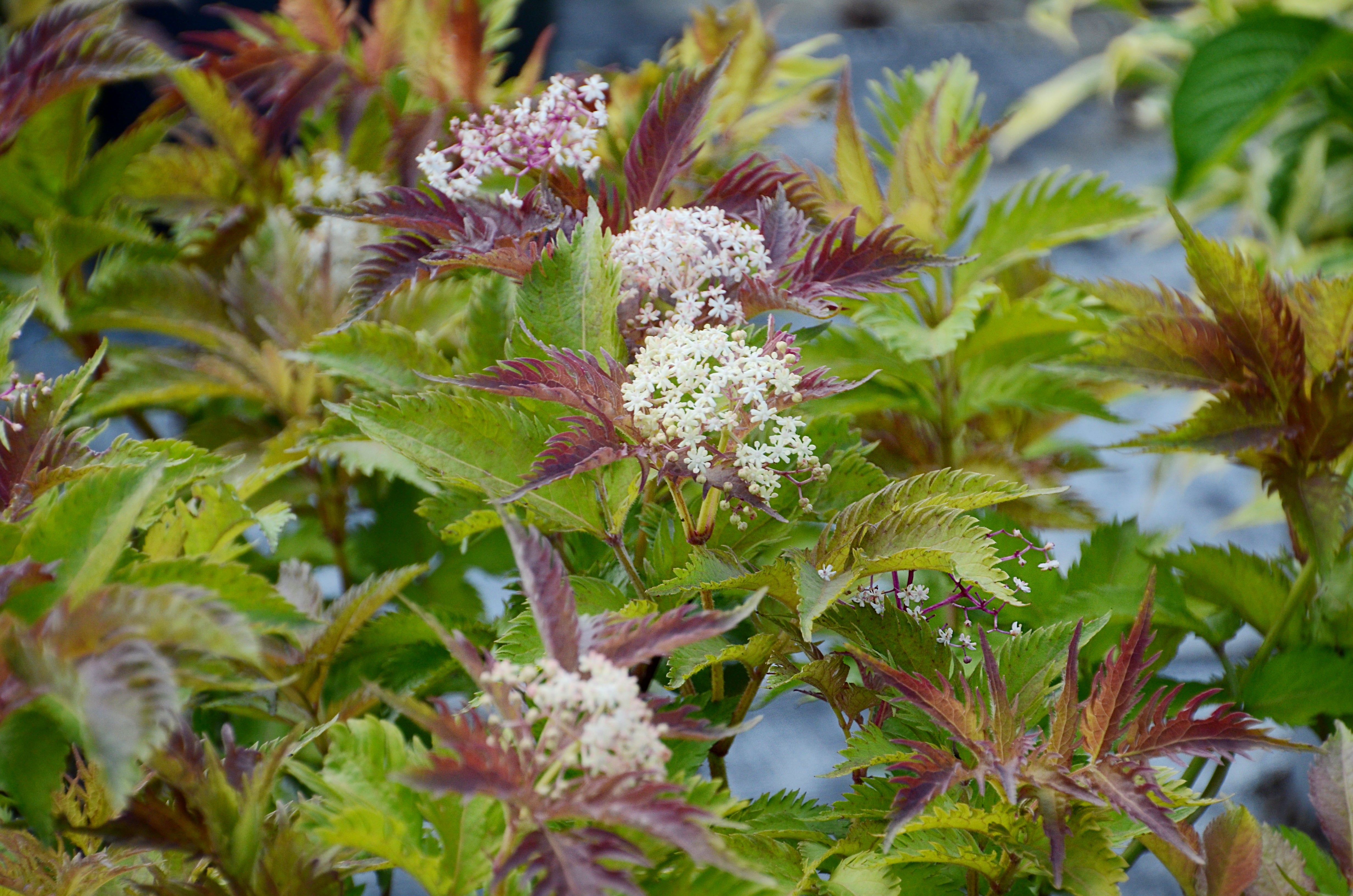 Sambucus 'Serenade' (PBR) - Ready soon - John Cullen Gardens