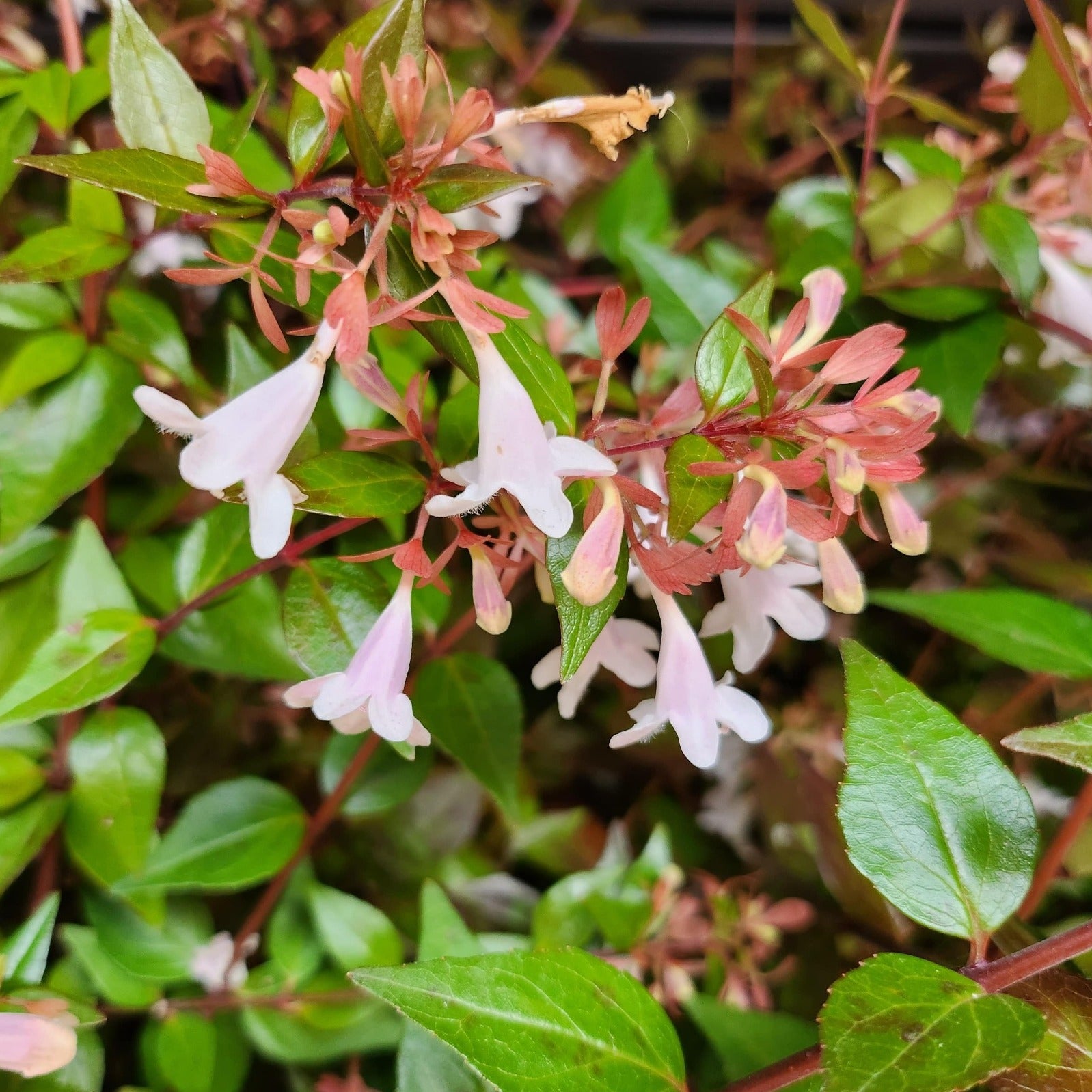 Abelia x grandiflora – John Cullen Gardens