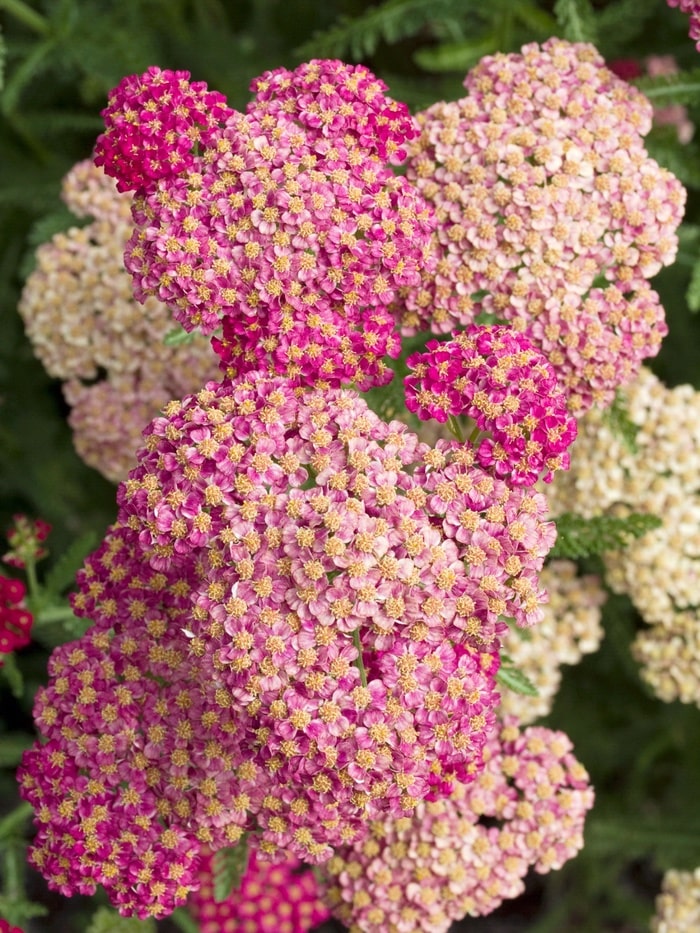 Achillea 'Heidi' - John Cullen Gardens