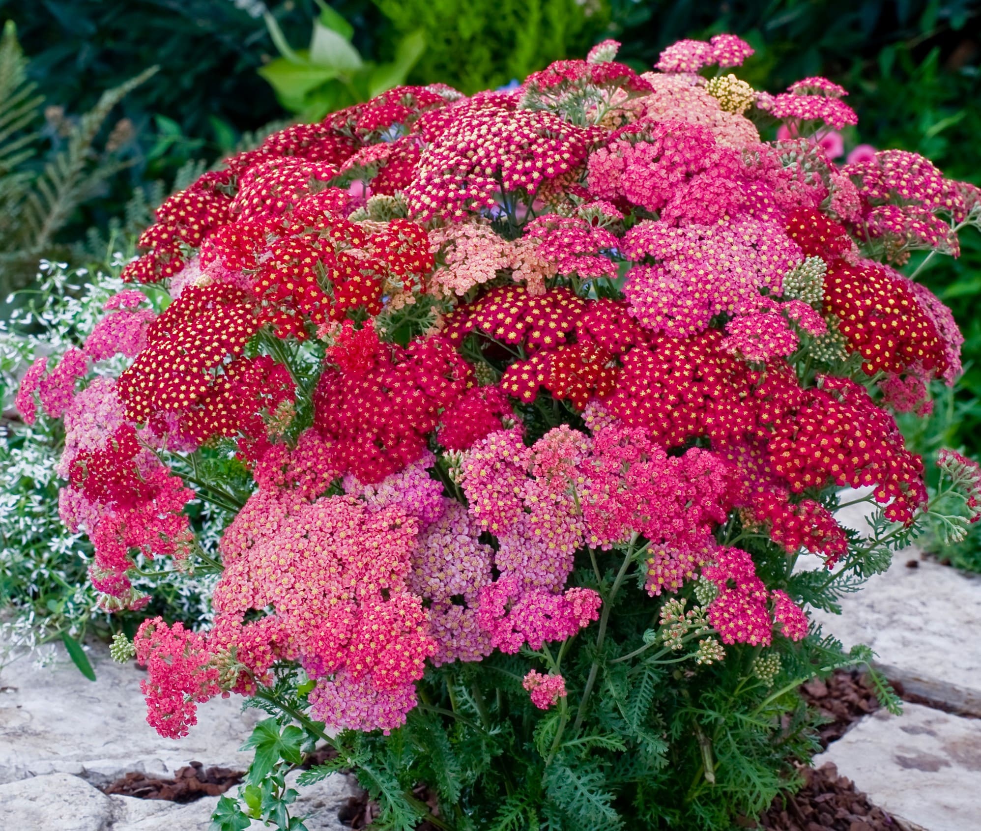 Achillea millefolium 'Summer Berries' - John Cullen Gardens