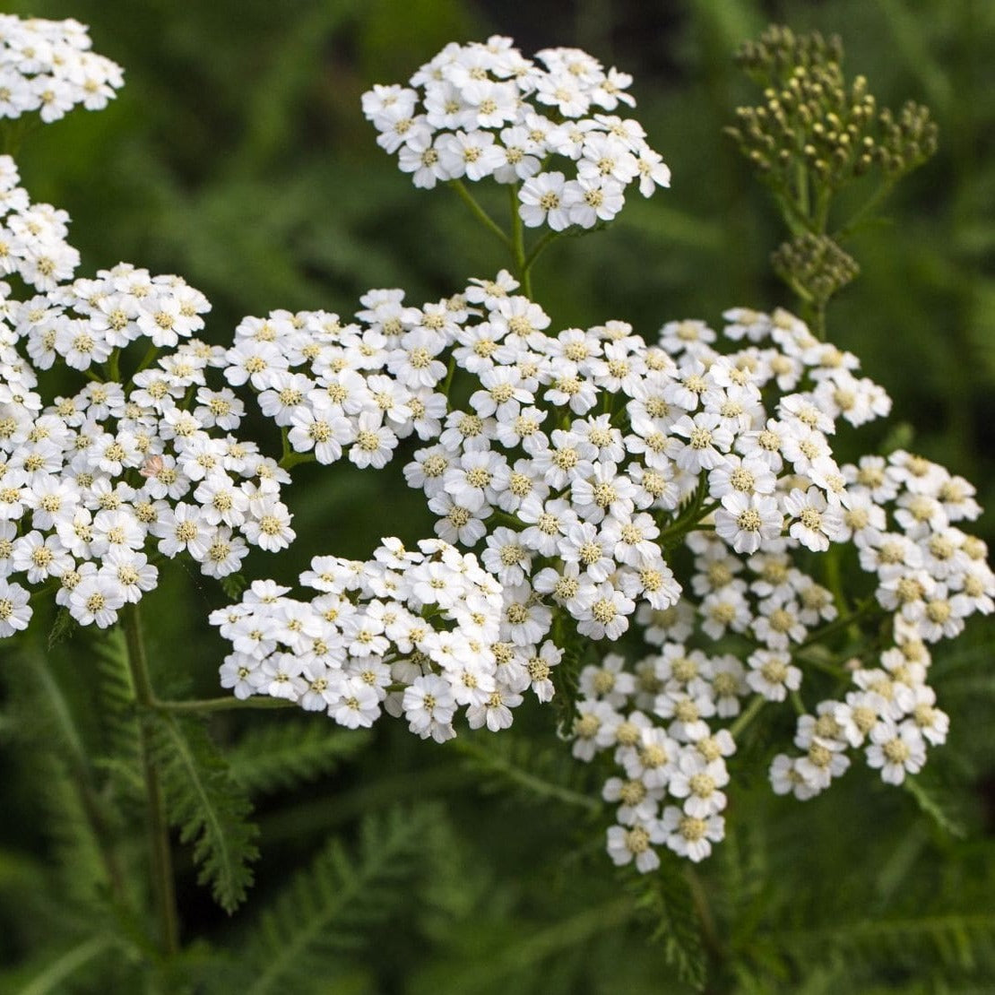Achillea millefolium 'Schneetaler' | John Cullen Gardens Achillea millefolium 'Schneetaler' | John Cullen Gardens