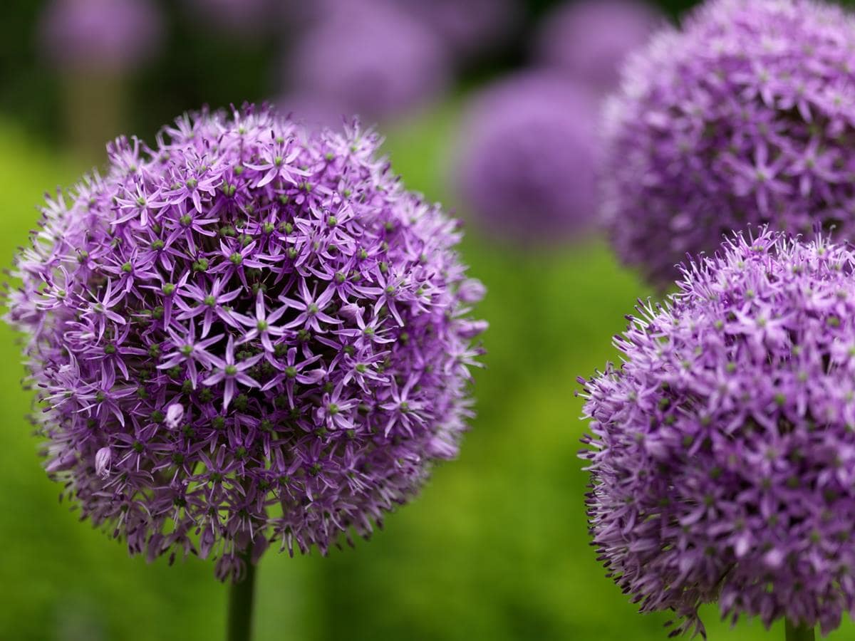 Allium 'Gladiator' - John Cullen Gardens