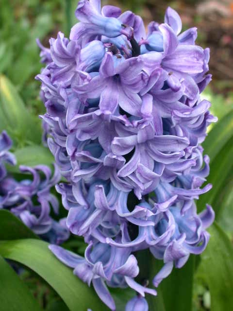 Hyacinthus orientalis 'Delft Blue' - John Cullen Gardens