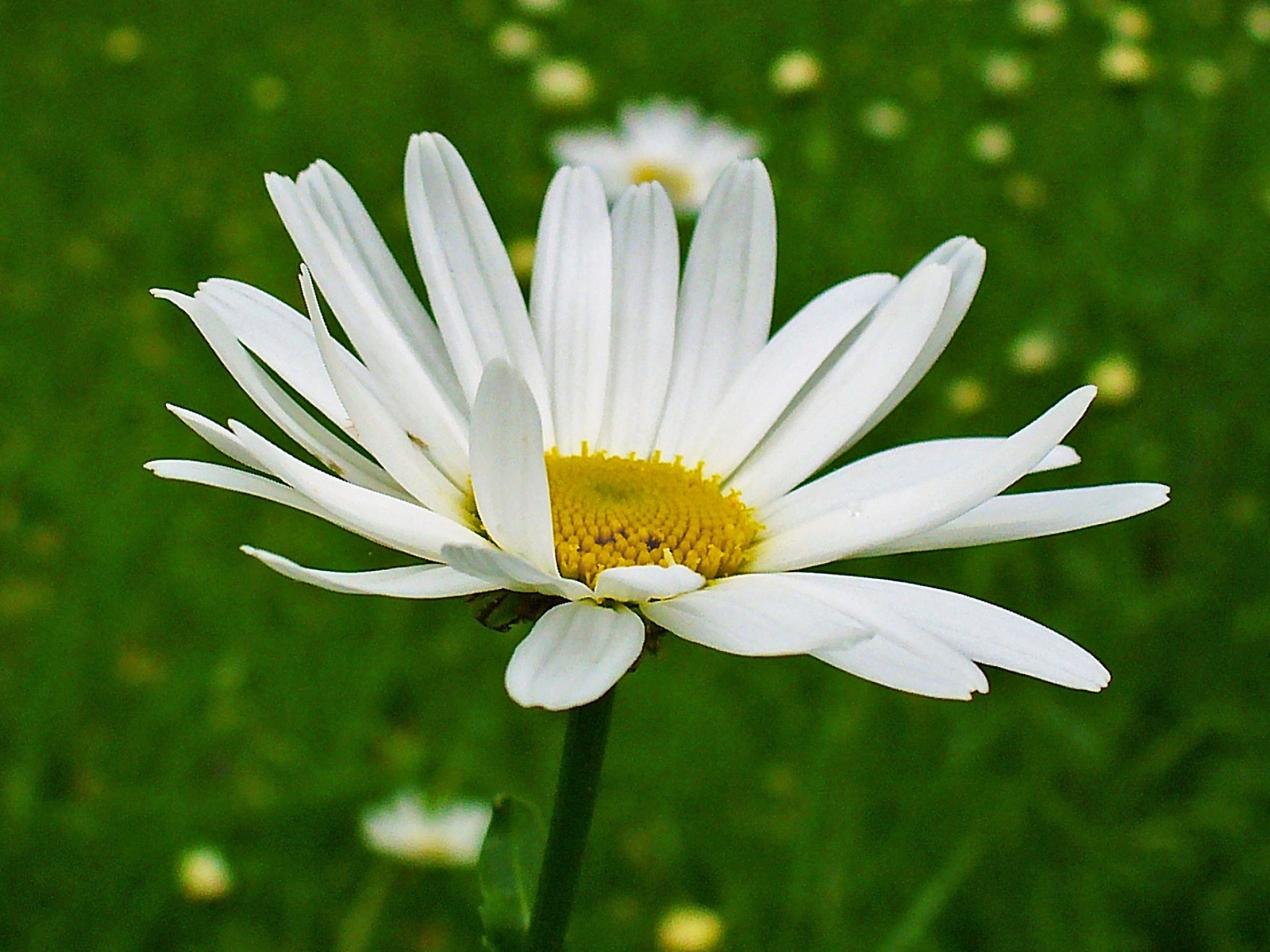 Leucanthemum vulgare