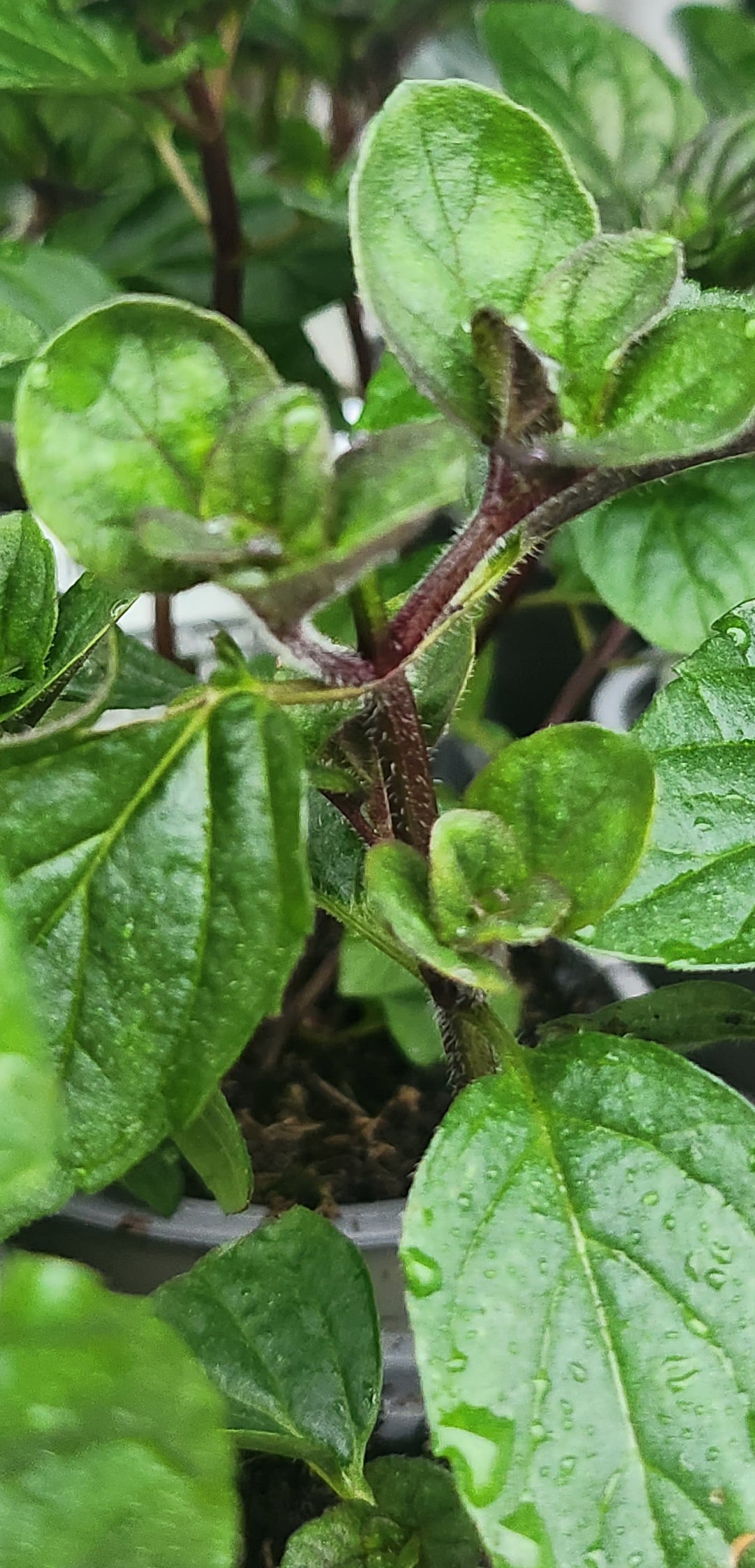 Mint Jessica Sweet Pear John Cullen Gardens