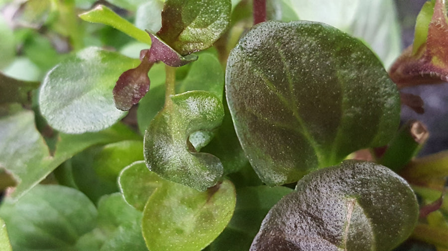 Mint Lime Ready soon John Cullen Gardens