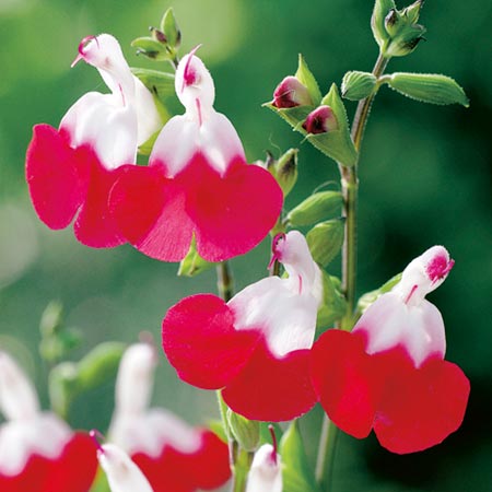 Salvia microphylla 'Hot Lips' - John Cullen Gardens