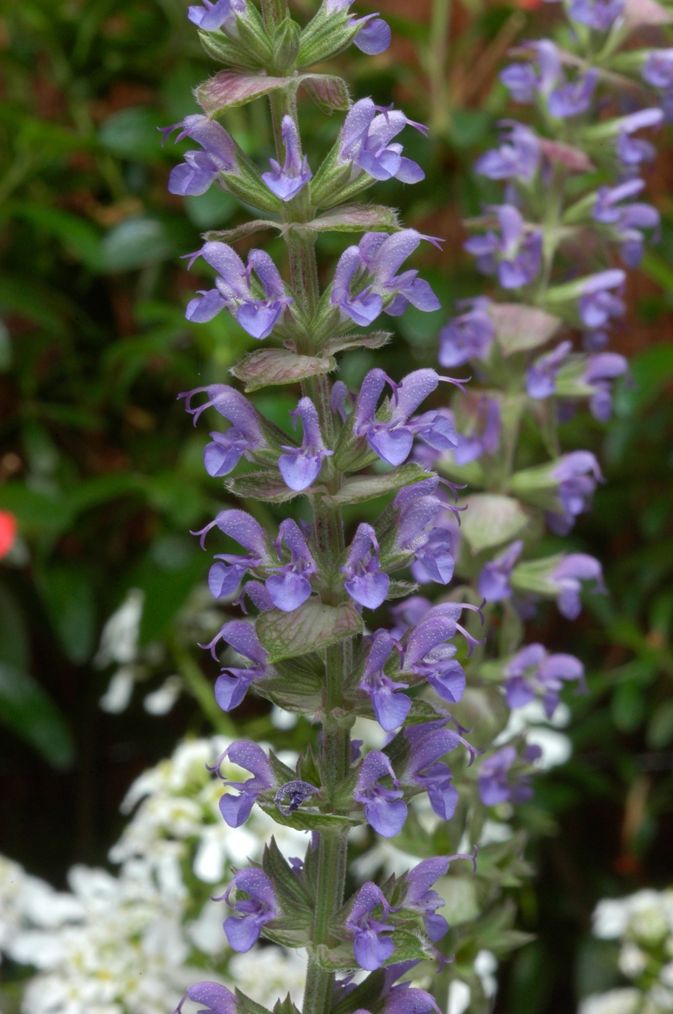 Salvia nemorosa 'East Friesland' - John Cullen Gardens