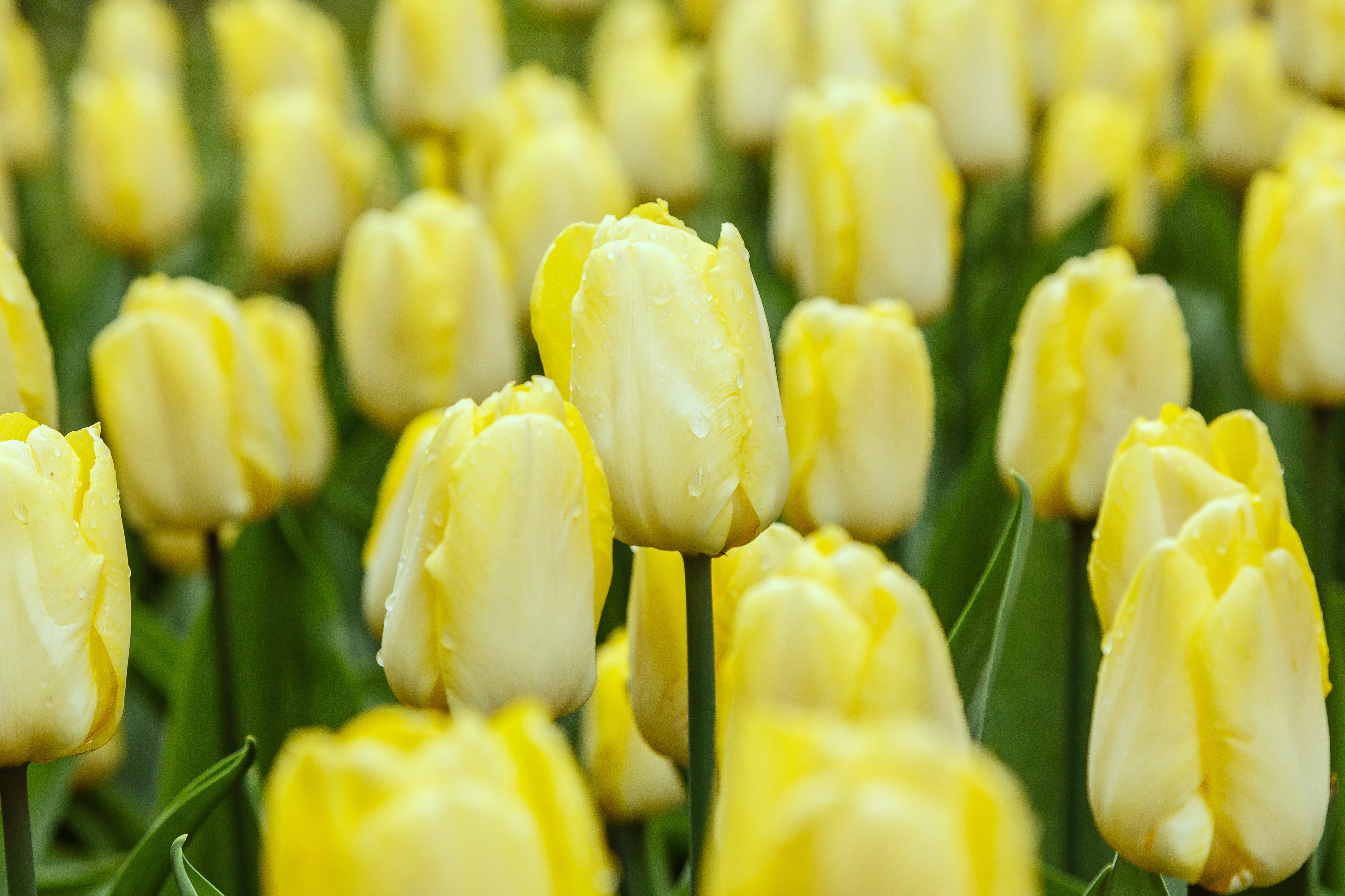 Tulipa 'Sunny Prince' - John Cullen Gardens